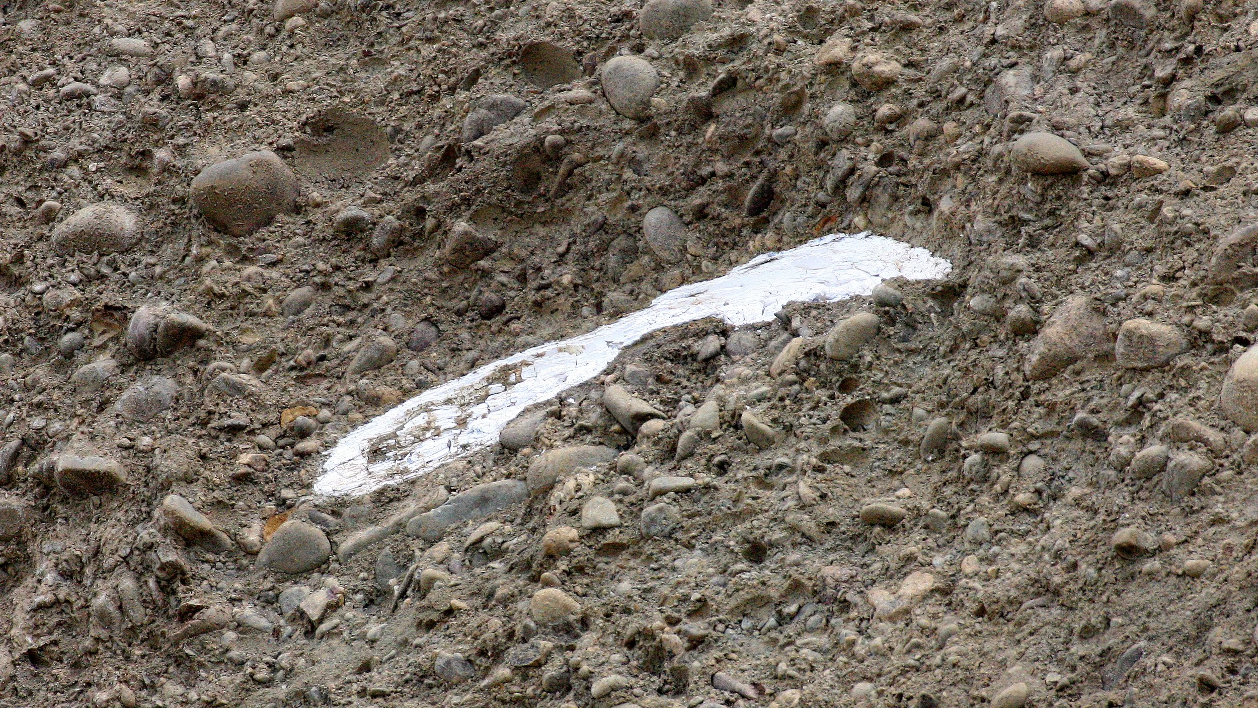 MASTADON TUSK COMING FROM LAKE FARM BLUFFS.JPG