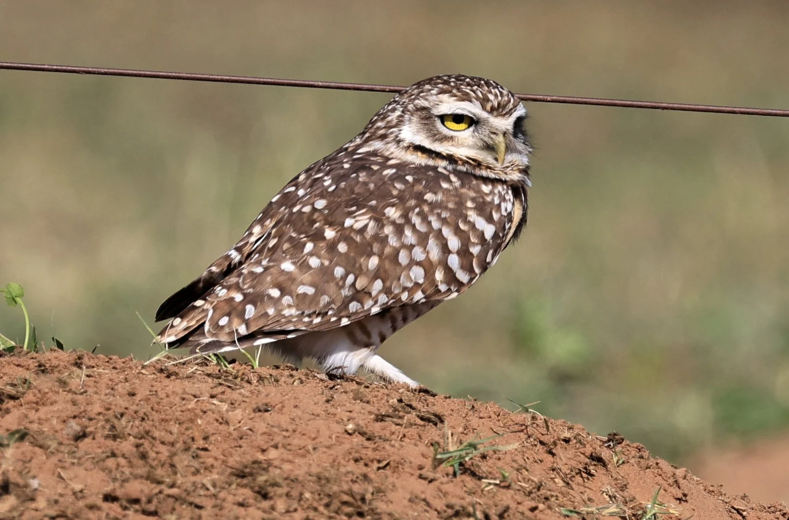 Burrowing Owl (Athene cunicularia) Hotel Campestre Iparoma Paraguay  (1).jpg