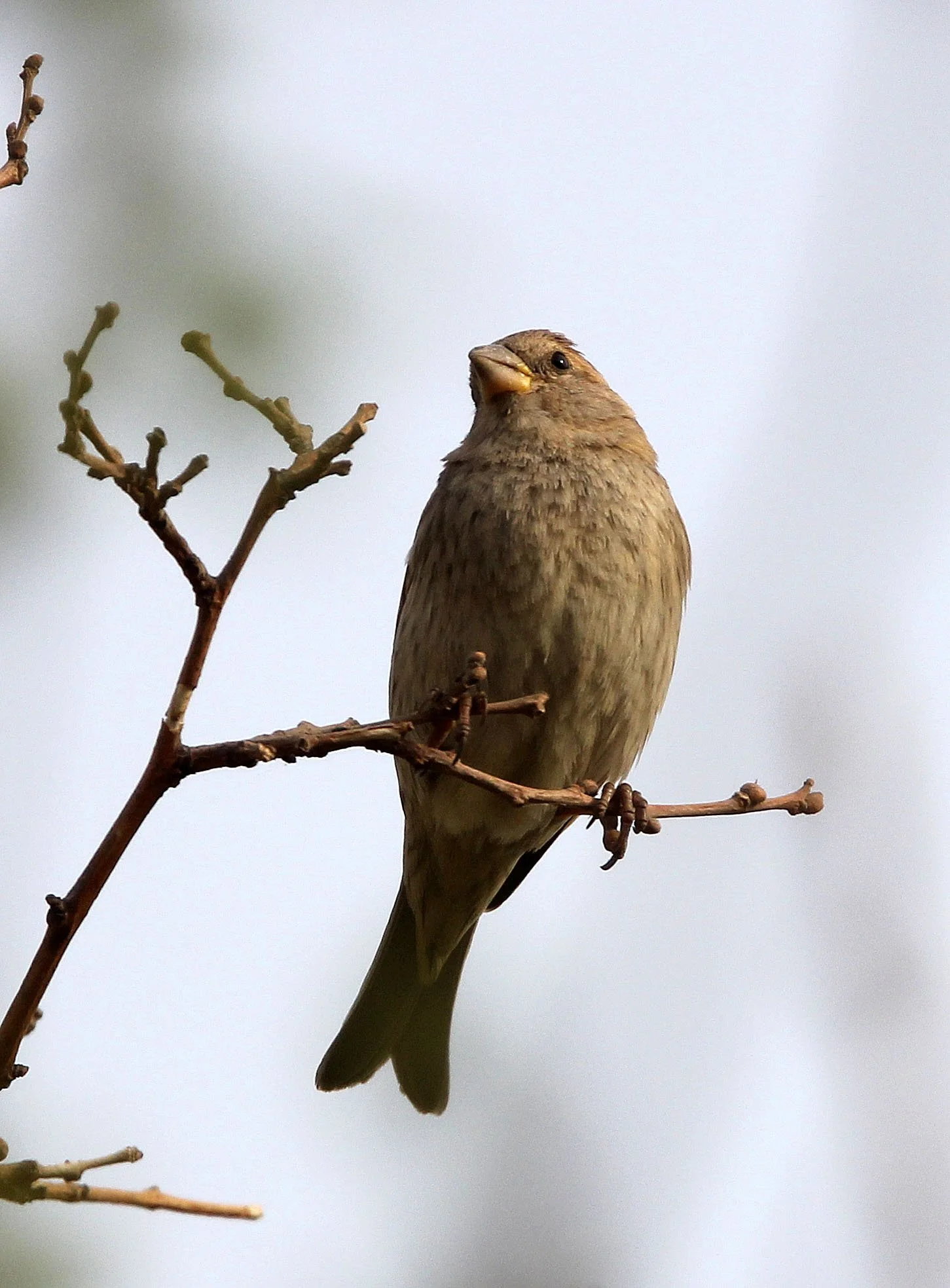 Spanish Sparrow (Passer hispaniolensis) Turpan Xinjiang China (20).JPG
