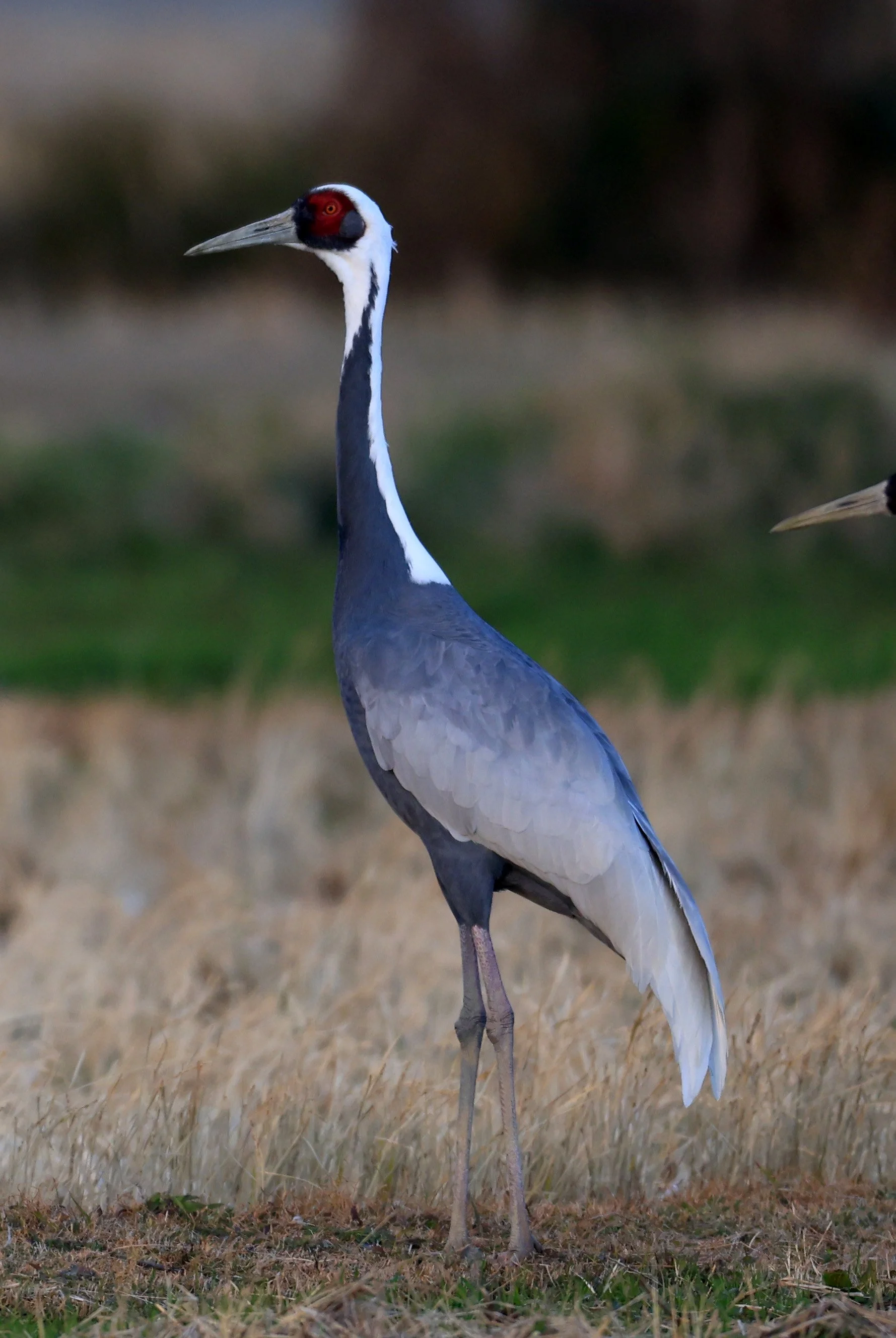 White-naped Crane (Antigone vipio) Izumi Crane Park & Center, Izumi Kagoshima Kyushu Japan (63).jpg