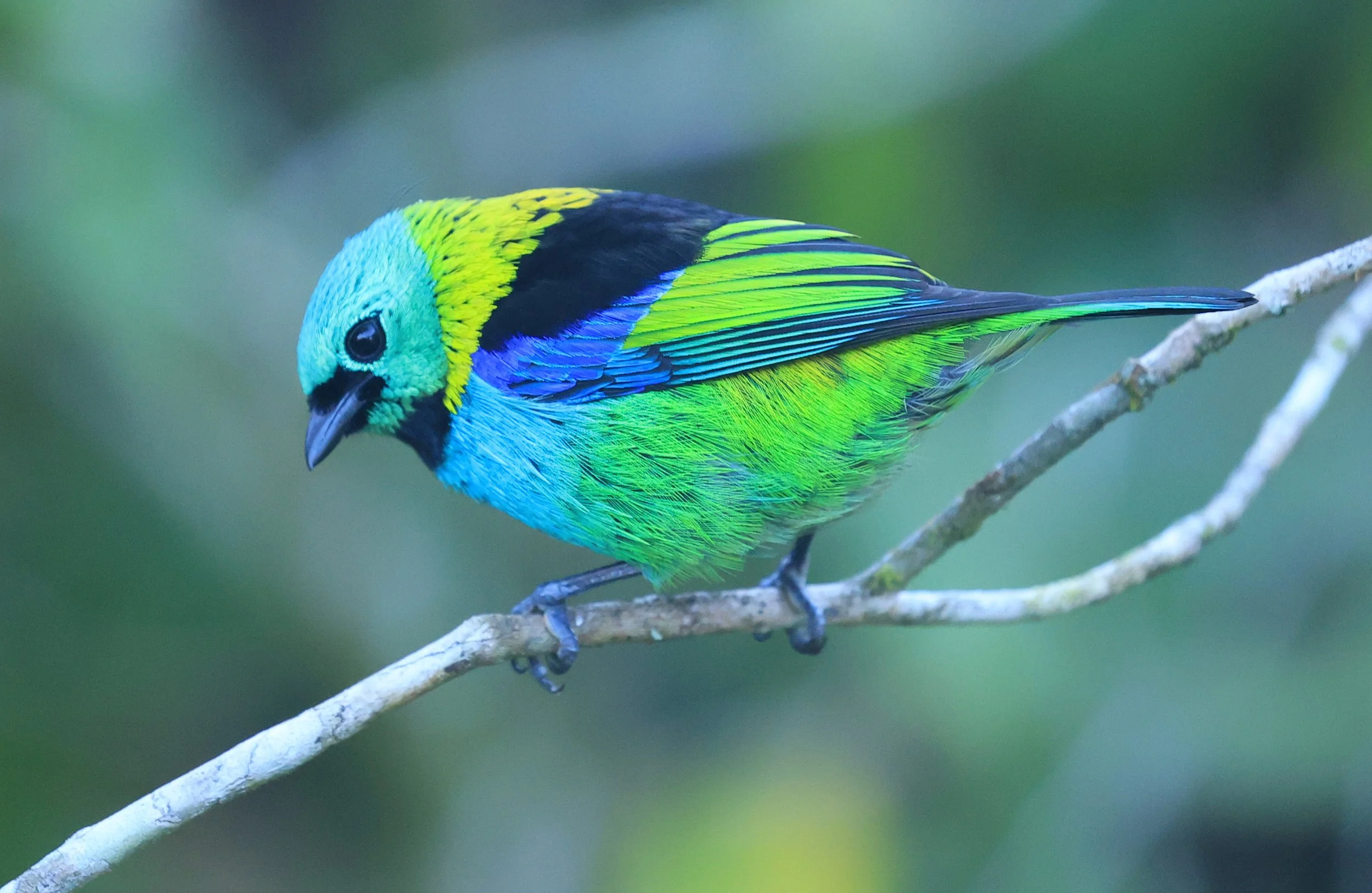 Green-headed Tanager (Tangara seledon)  Superagui National Park, Brazil (202).jpg