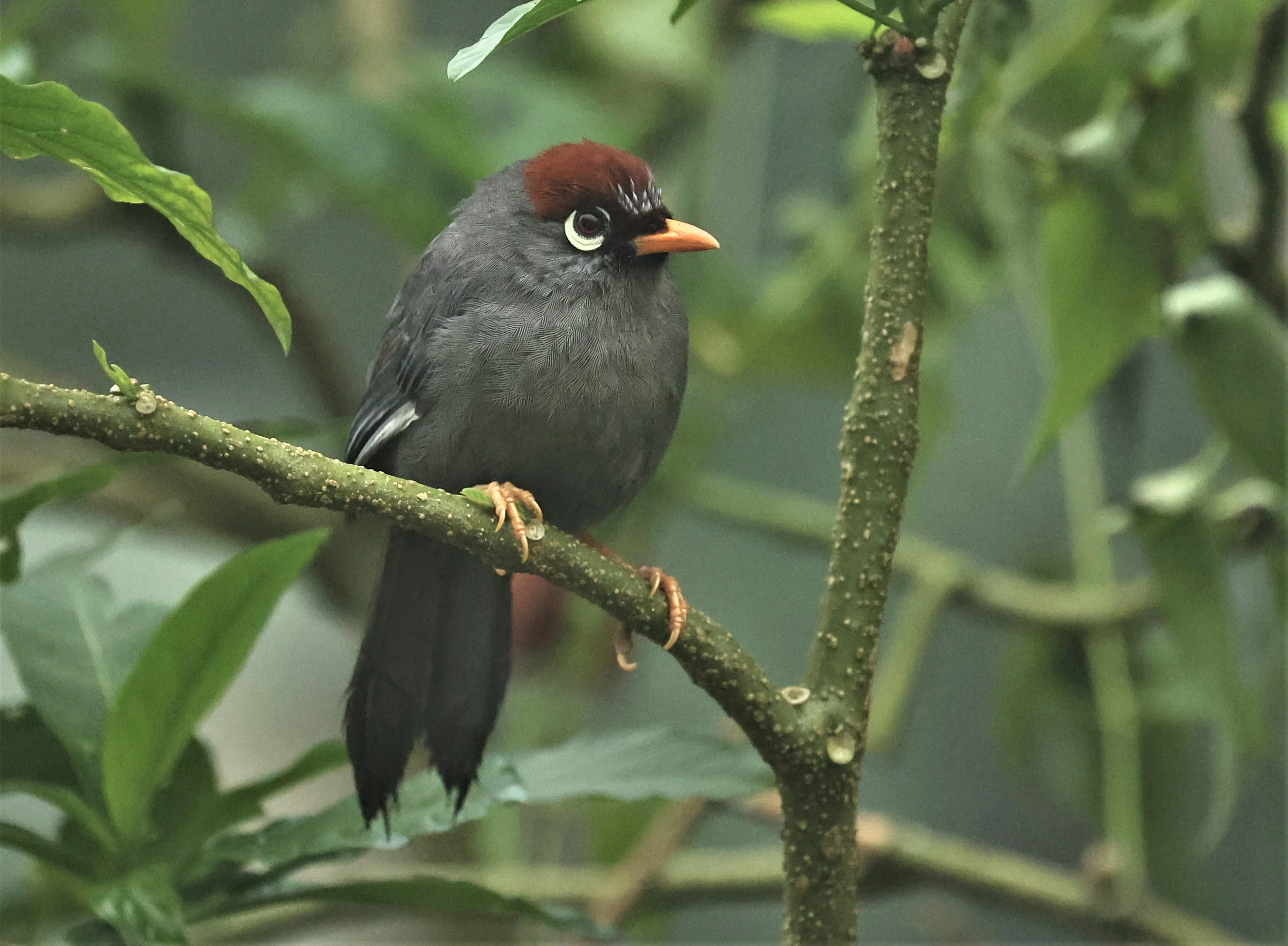 Pterorhinus mitratus - CHESTNUT-CAPPED LAUGHINGTHRUSH - FRASER'S HILL RAUB DISTRICT PAHANG MALAYSIA (36).jpg
