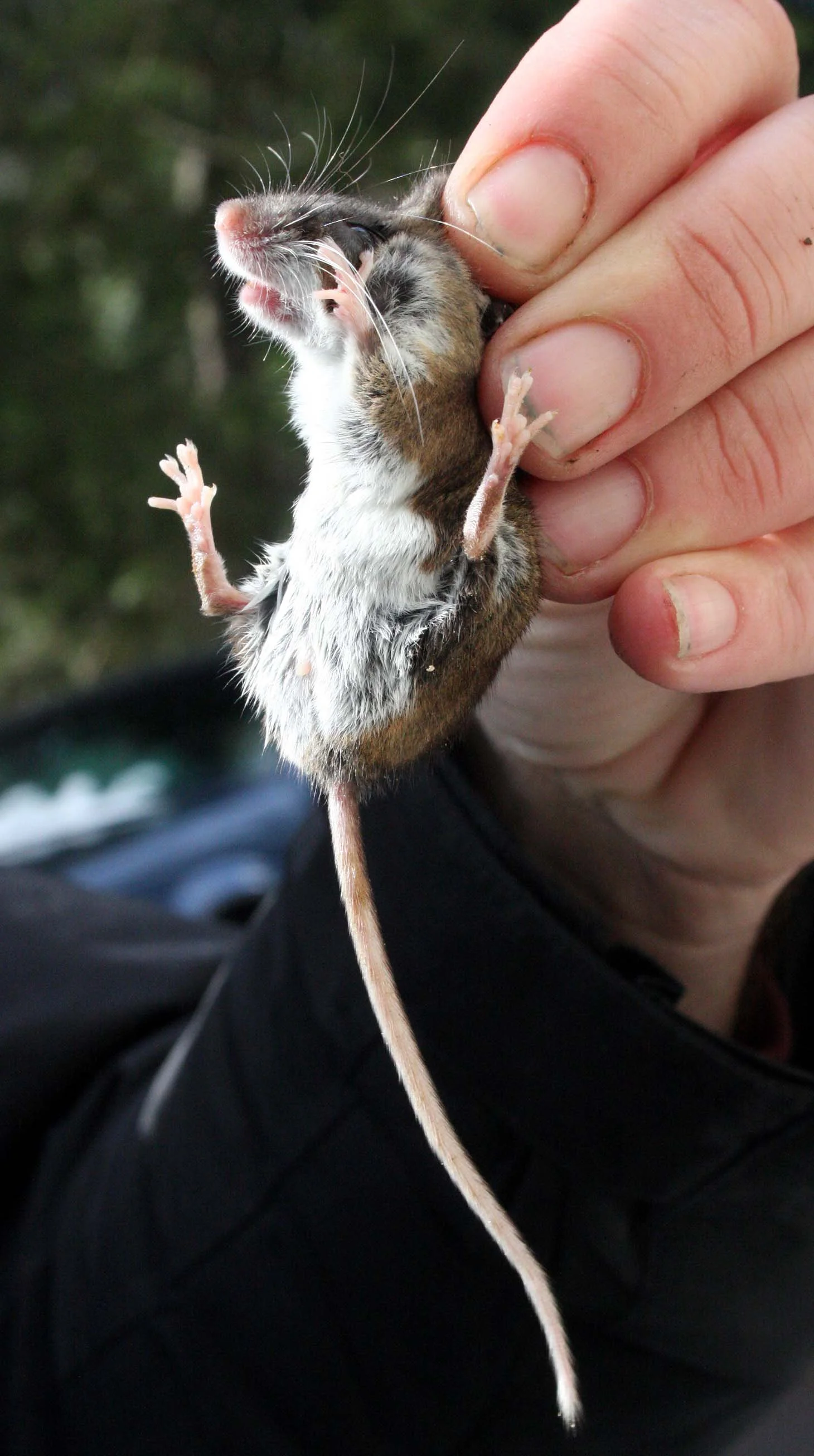 RODENT - MOUSE - DEER MOUSE - PEROMYSCUS MANICULATUS - LAKE FARM TRAILS (2).JPG