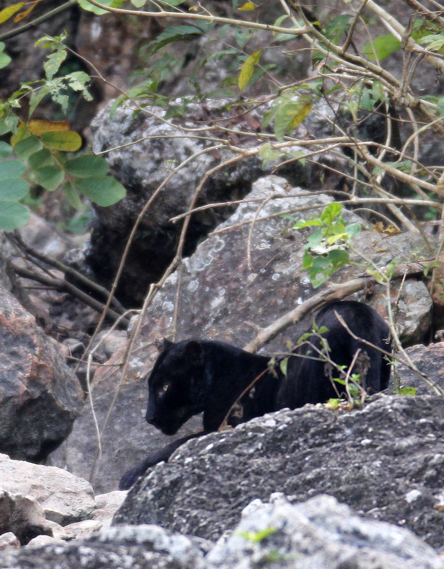 Panthera pardus delacouri - INDOCHINESE LEOPARD - MELANISTIC FORM - HUAI KHA KHAENG - KAPOK KAPIEN STATION & MINERAL LICK - THAI (199).JPG