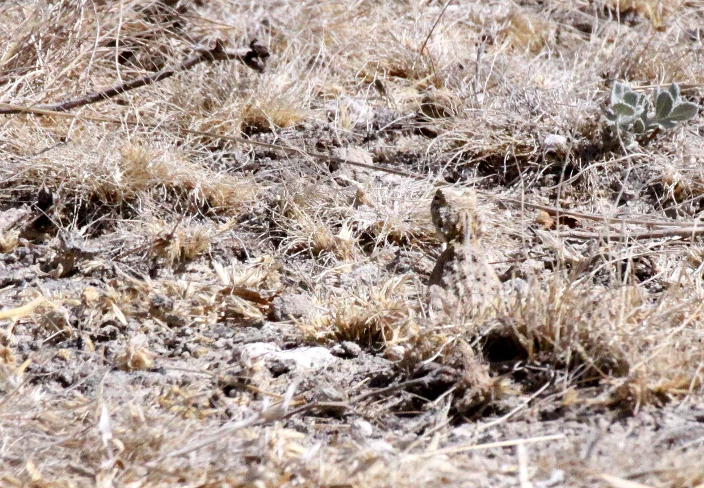 Southern Rock Agama (Agama atra) Etosha, Namibia