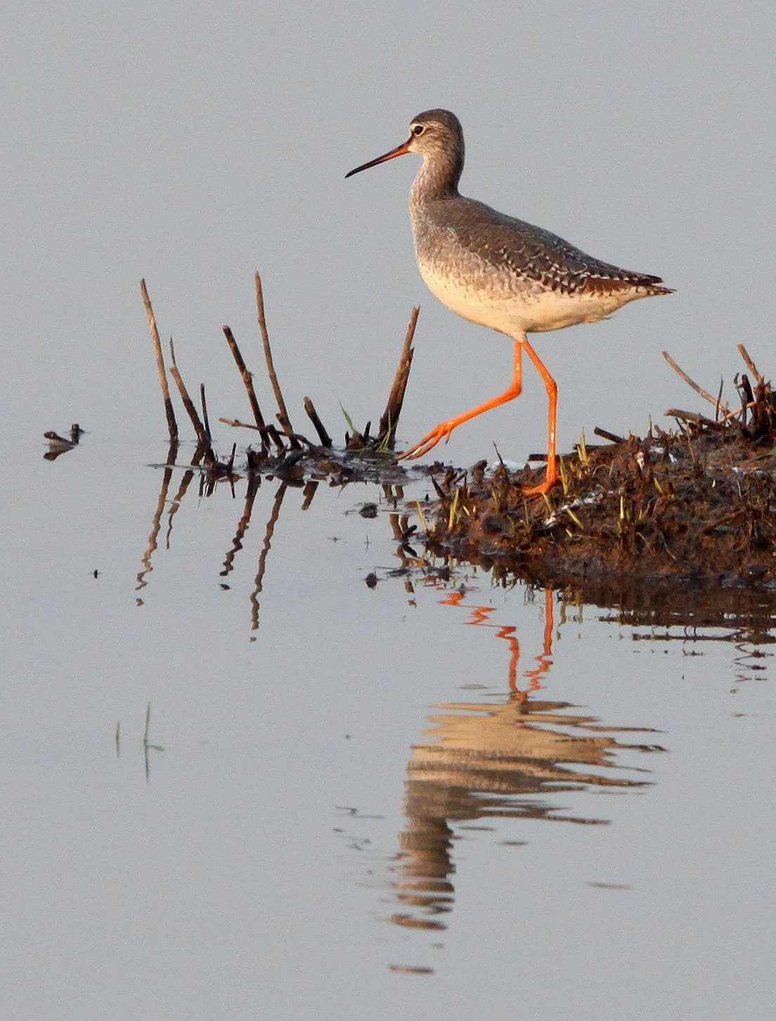 BIRD - REDSHANK - SPOTTED REDSHANK - TRINGA ERYTHROPUS - POYANG LAKE, JIANGXI PROVINCE, CHINA (9).JPG