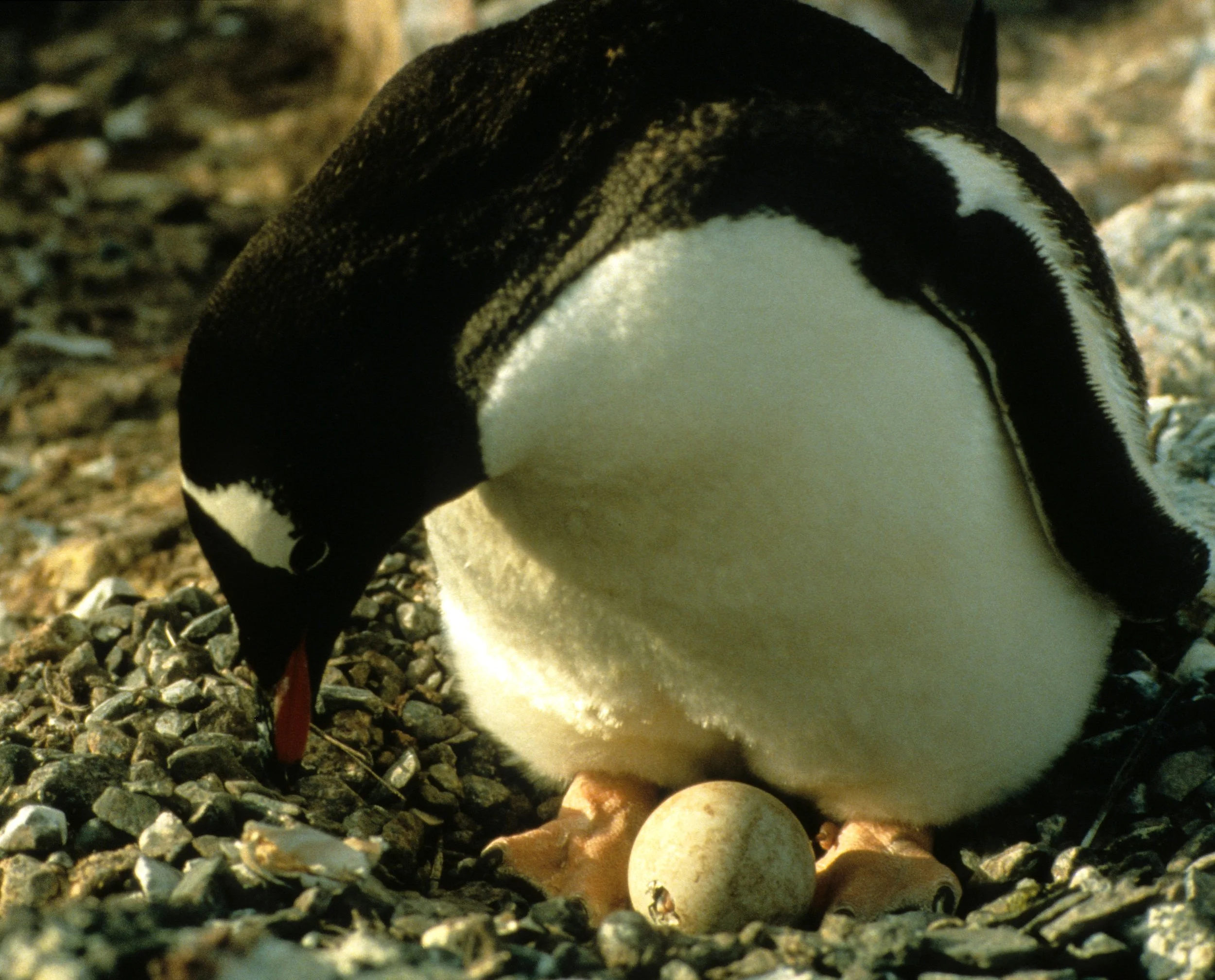 Gentoo Penguin (Pygoscelis papua) Antarctic Peninsula New Chick (4).jpg