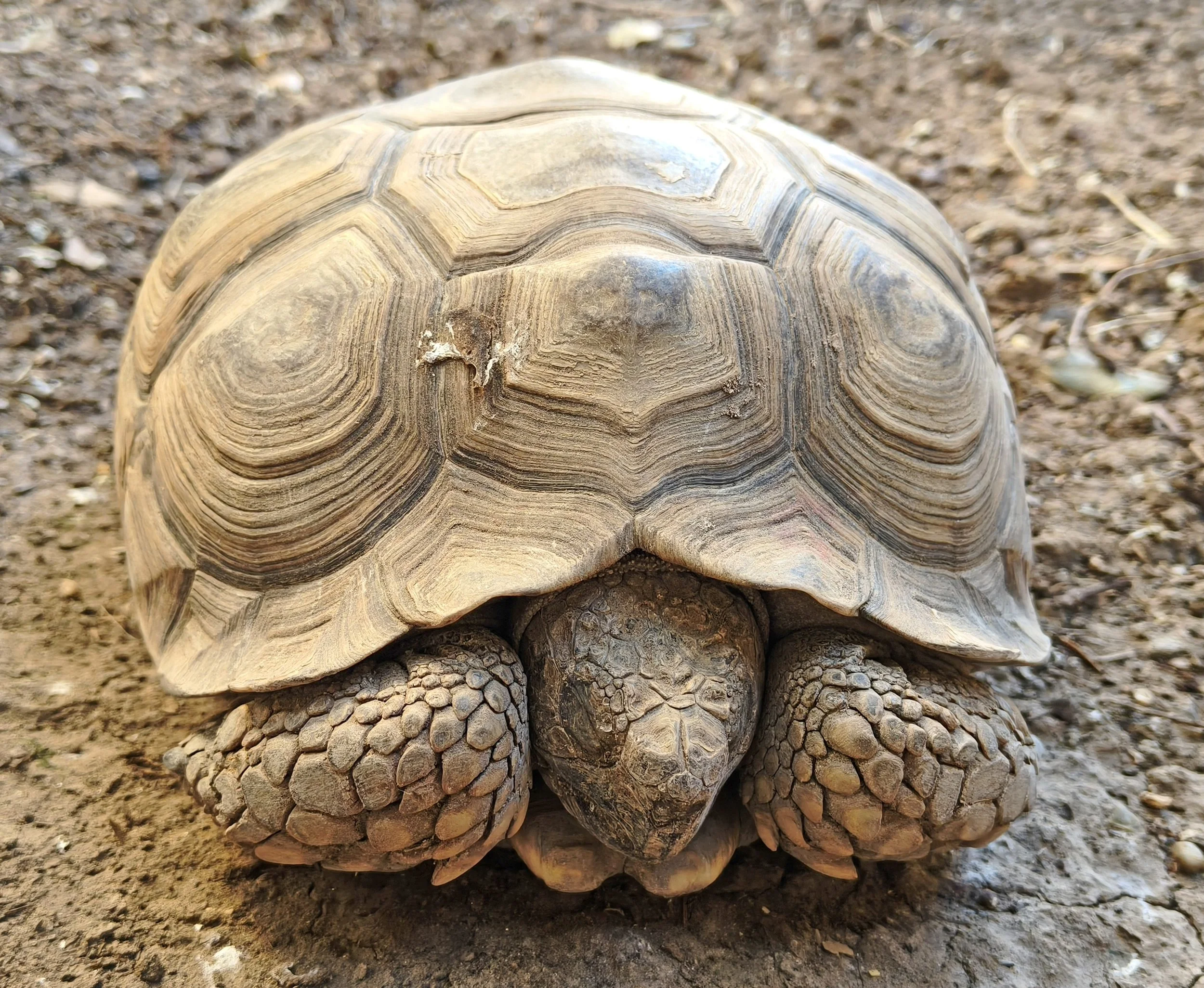 Chaco Tortoise (Chelonoidis chilensis) Trelew Argentina, Chubut Province 