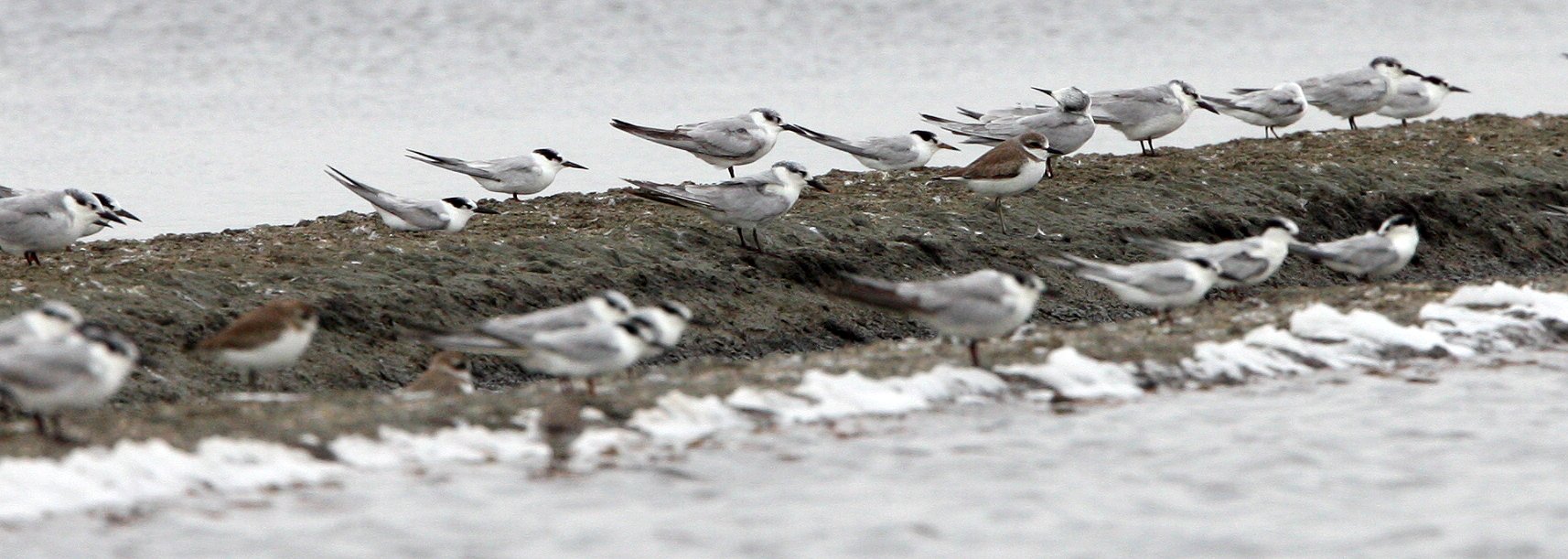 BIRD - TERN - BLACK-NAPED & COMMON TERNS - PETCHABURI PROVINCE, PAK THALE (3).JPG