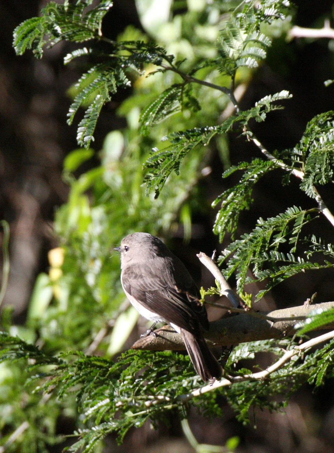 African Dusky Flycatcher (Muscicapa adusta)  SAINT LUCIA NATURE RESERVES SOUTH AFRICA (5).JPG