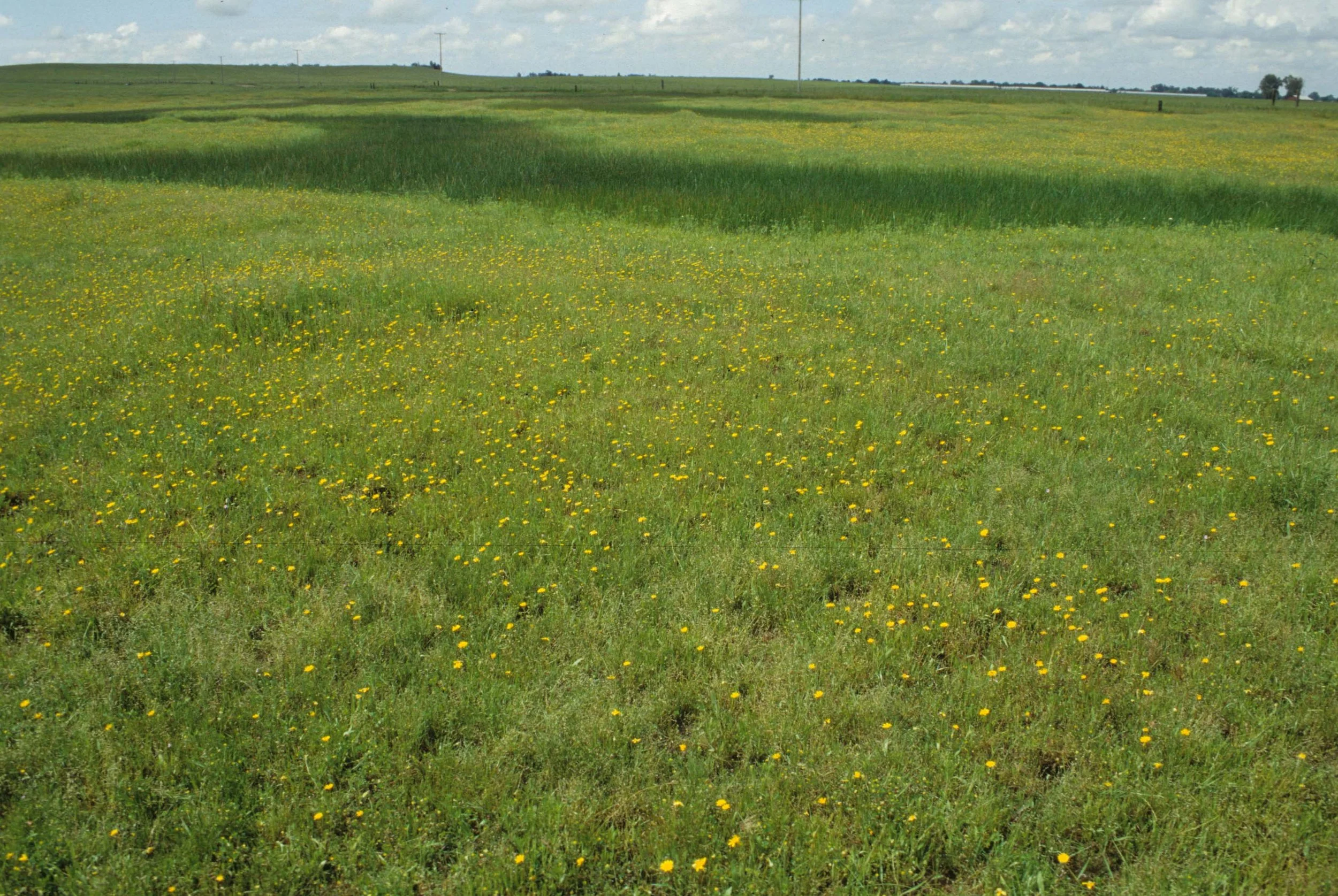 MONTANA - GLACIER - YELLOW FLOWERED FIELD.jpg