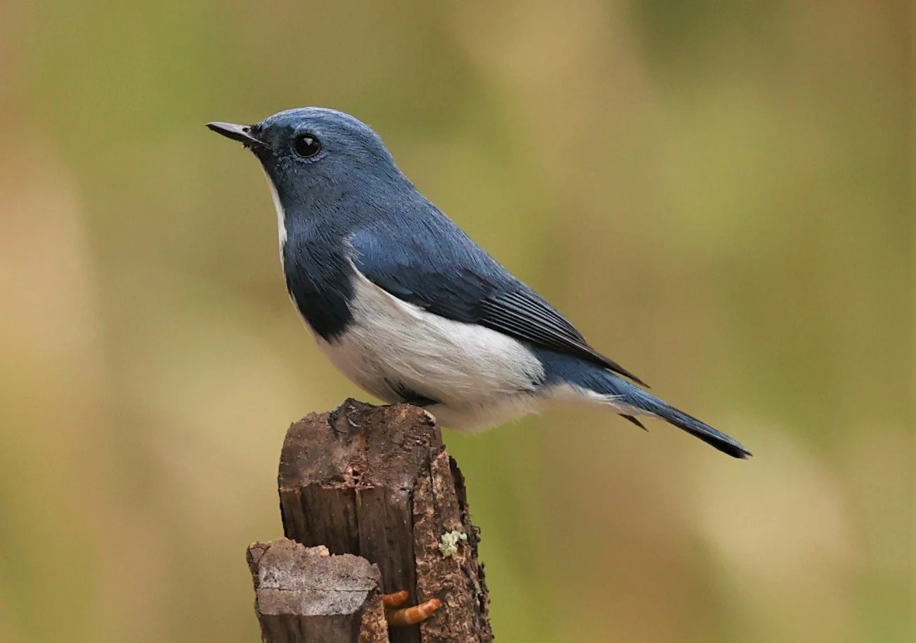 FLYCATCHER - ULTRAMARINE FLYCATCHER - Ficedula superciliaris - DOI LANG WEST, DOI PHA HOM POK NP, CHIANG MAI DEC 2021 (49).jpg