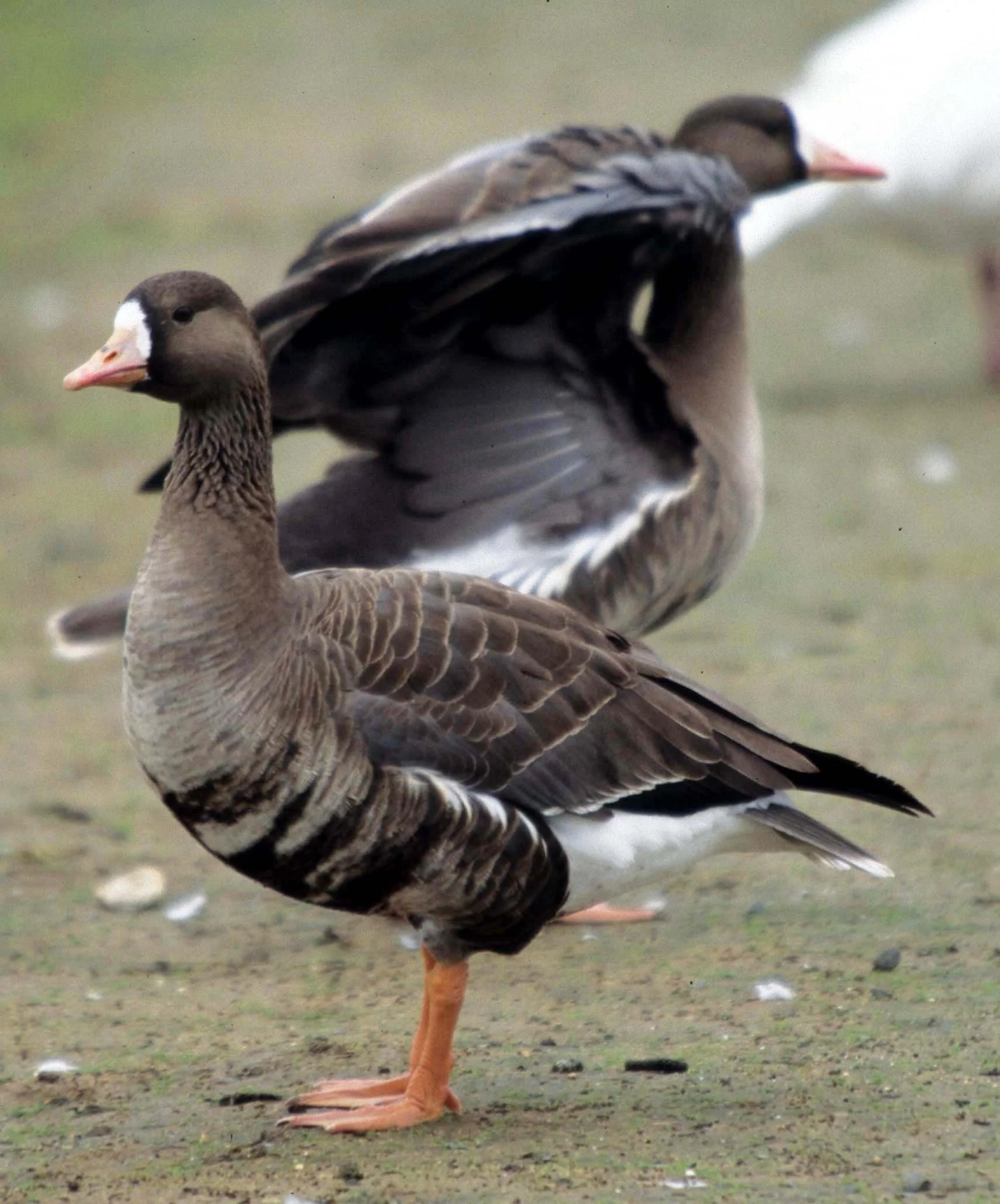 GOOSE - GREATER WHITE FRONTED - Anser albifrons - ELK GROVE CALIFORNIA (4).jpg