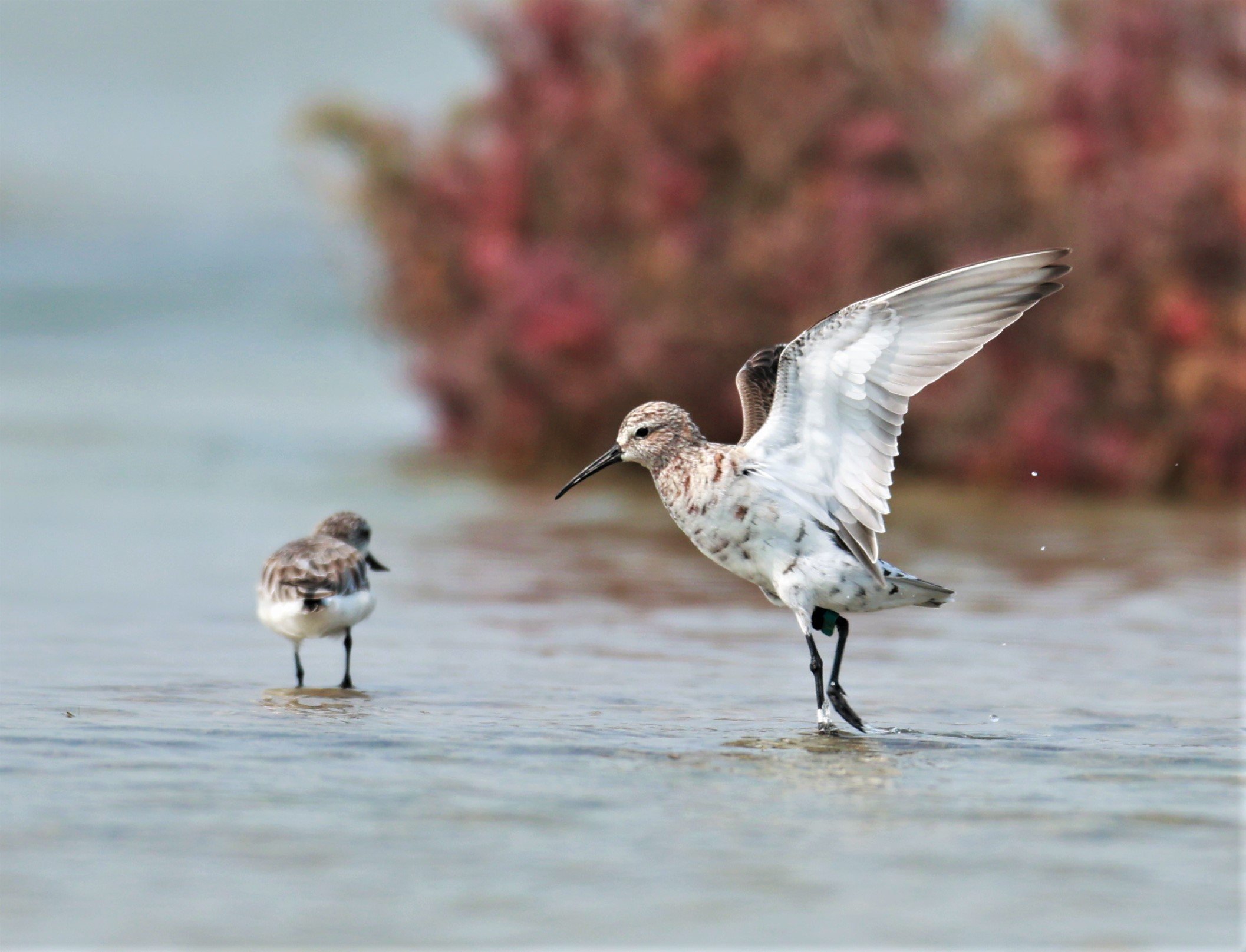 SANDPIPER - CURLEW SANDPIPER - Calidris ferruginea - Khok Kham Salt Ponds, Samut Sakhon (3).jpg