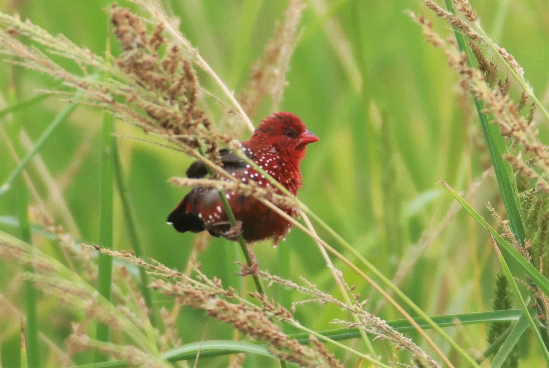 RED AVADAVAT - Amandava amandava - LAD KRABANG  THAP YAO RICE FIELDS AUGUST 14 2021 (13).jpg