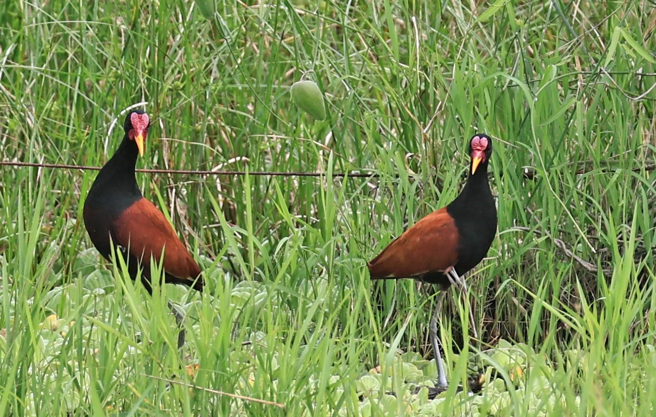 Wattled Jacana (Jacana jacana) Wet Chaco Habitat - Wetlands along Road between Pozo Colorado & Asuncion (1 (3).jpg
