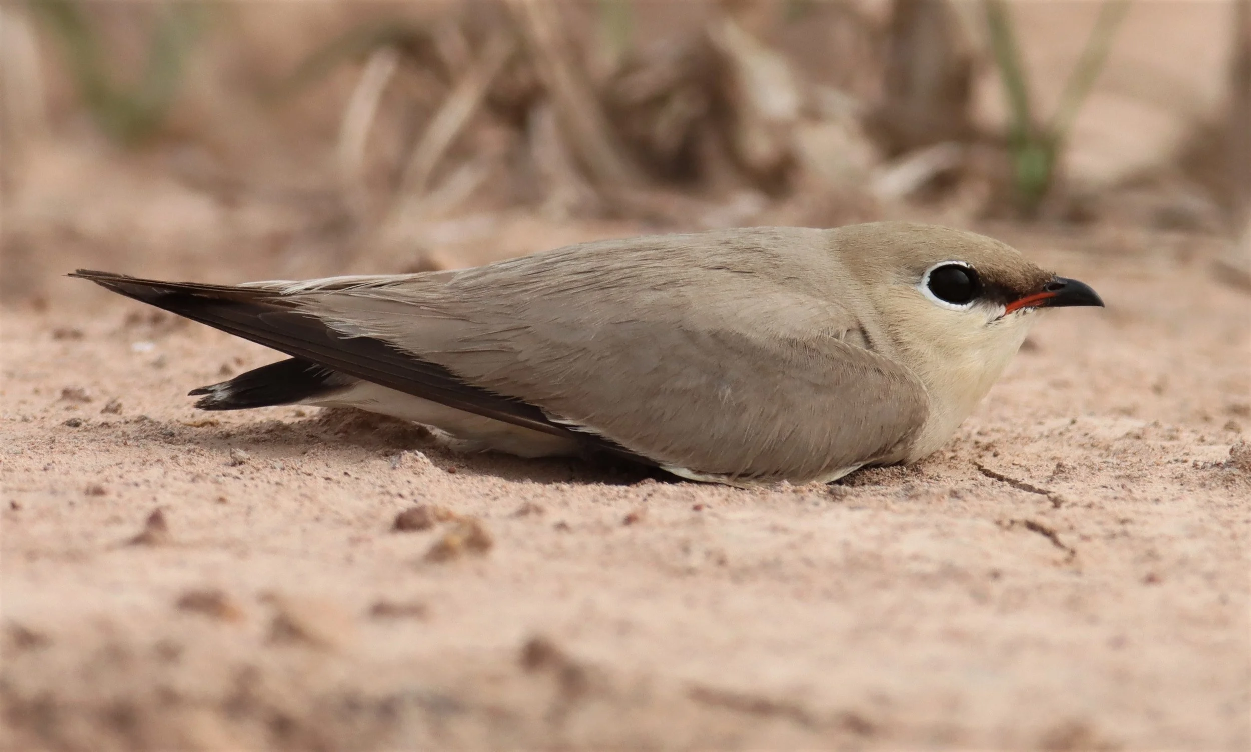 PRATINCOLE - SMALL PRATINCOLE - Glareola lactea - KABIN BURI WETLANDS 15KM OUT ON 304 (199).jpg