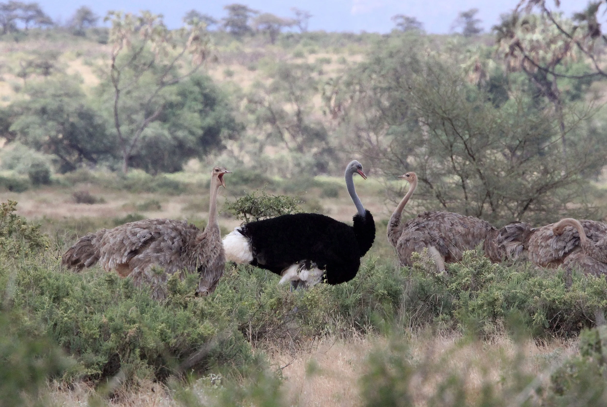 Struthio molybdophanes - SOMALI OSTRICH - SAMBURU NATIONAL RESERVE KENYA (13).JPG