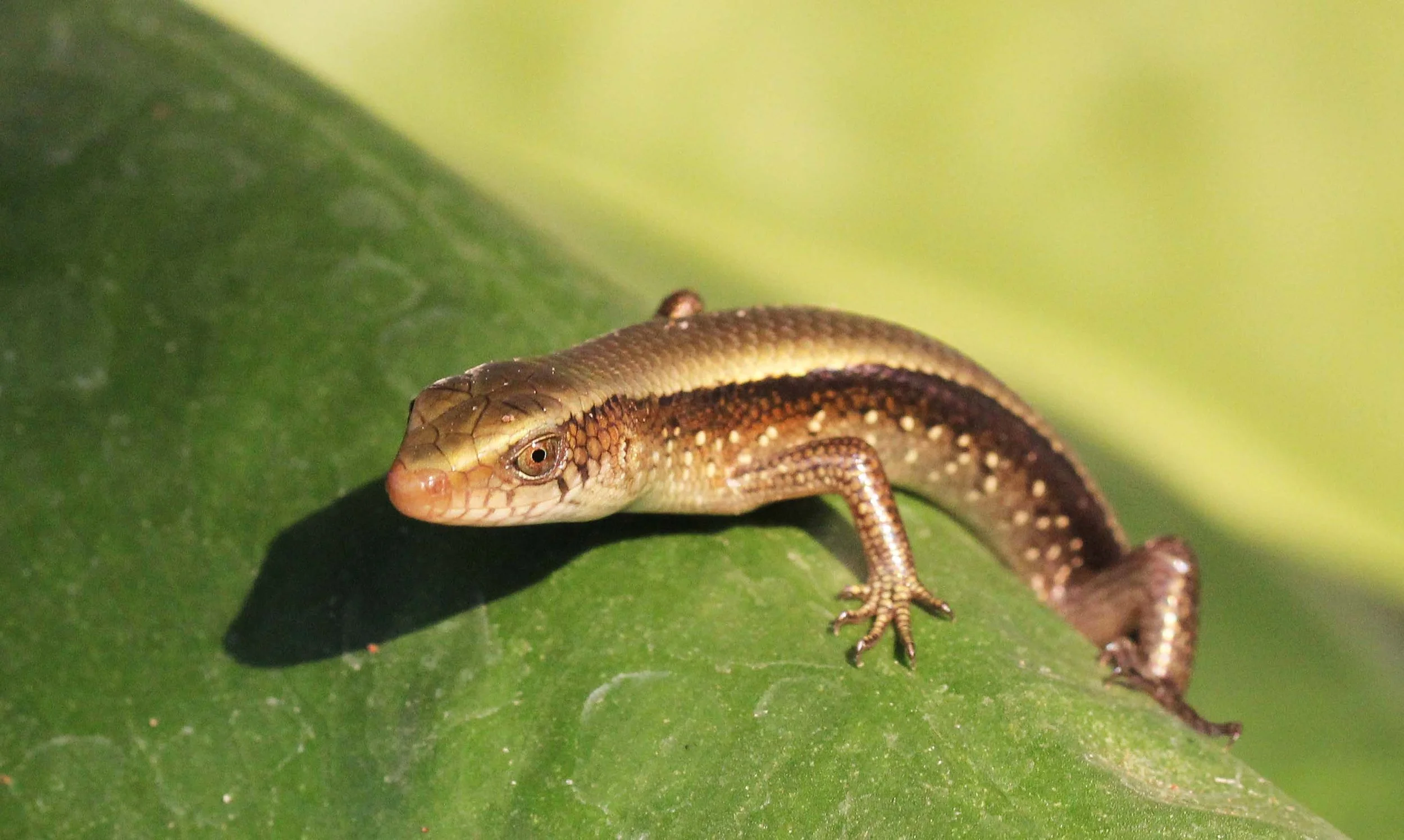 2013 Nonthaburi Setthasiri House and Nonthaburi Neighborhood (206).JPG
