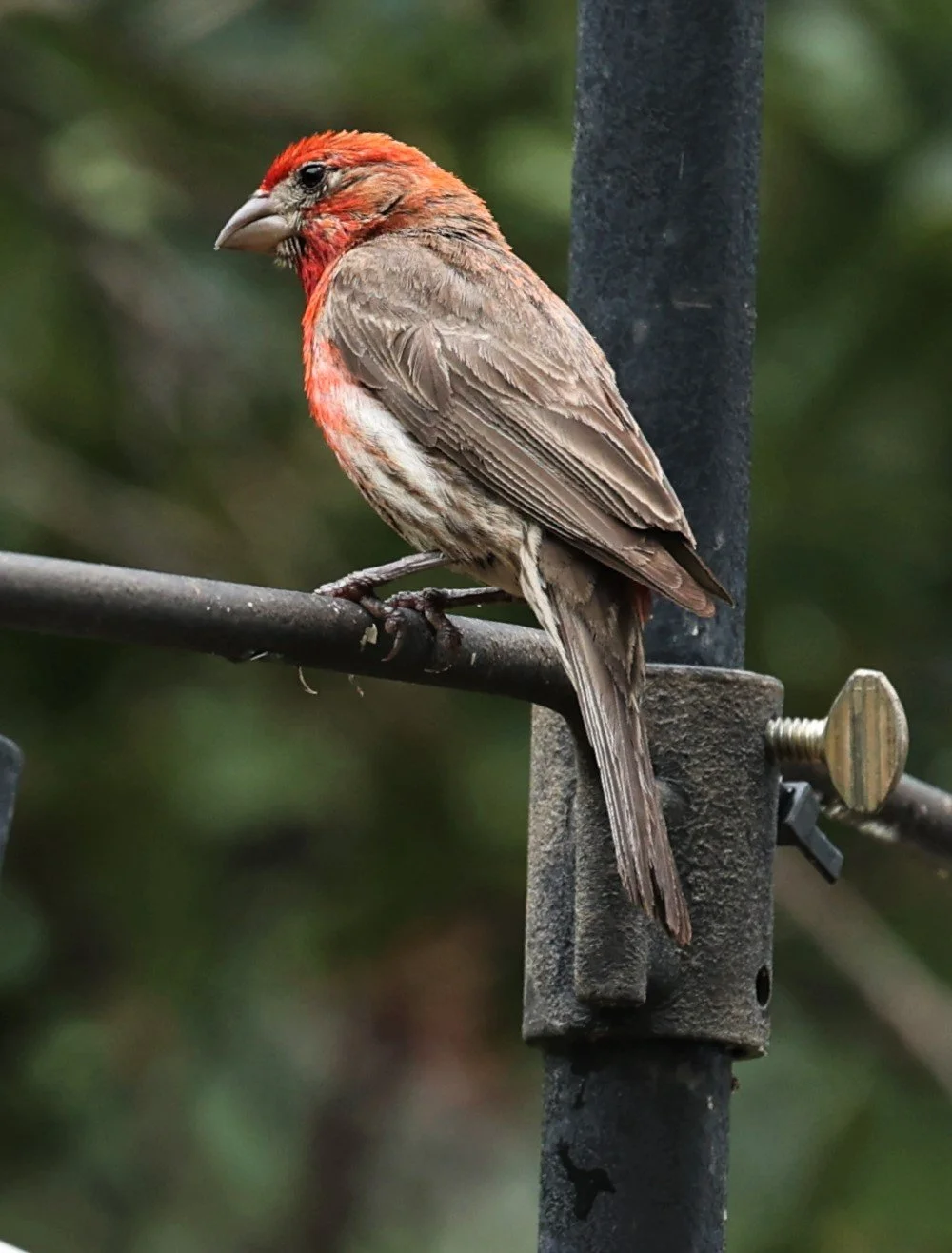 House Finch (Haemorhous mexicanus) Ash Canyon Arizona (9).jpg