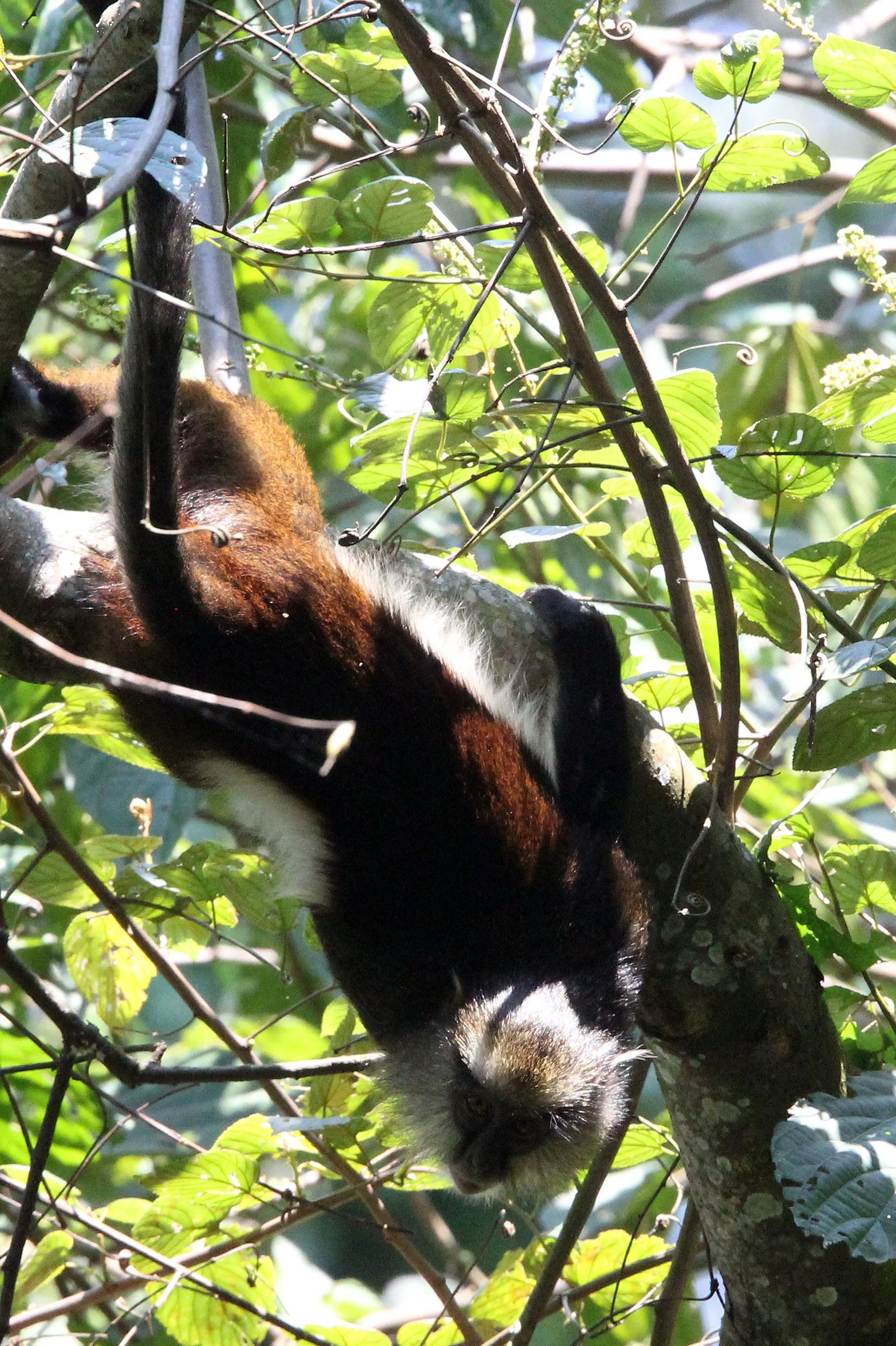 CERCOPITHECIDAE - Cercopithecus denti - DENT'S MONKEY - NYUNGWE NATIONAL PARK RWANDA (259).JPG