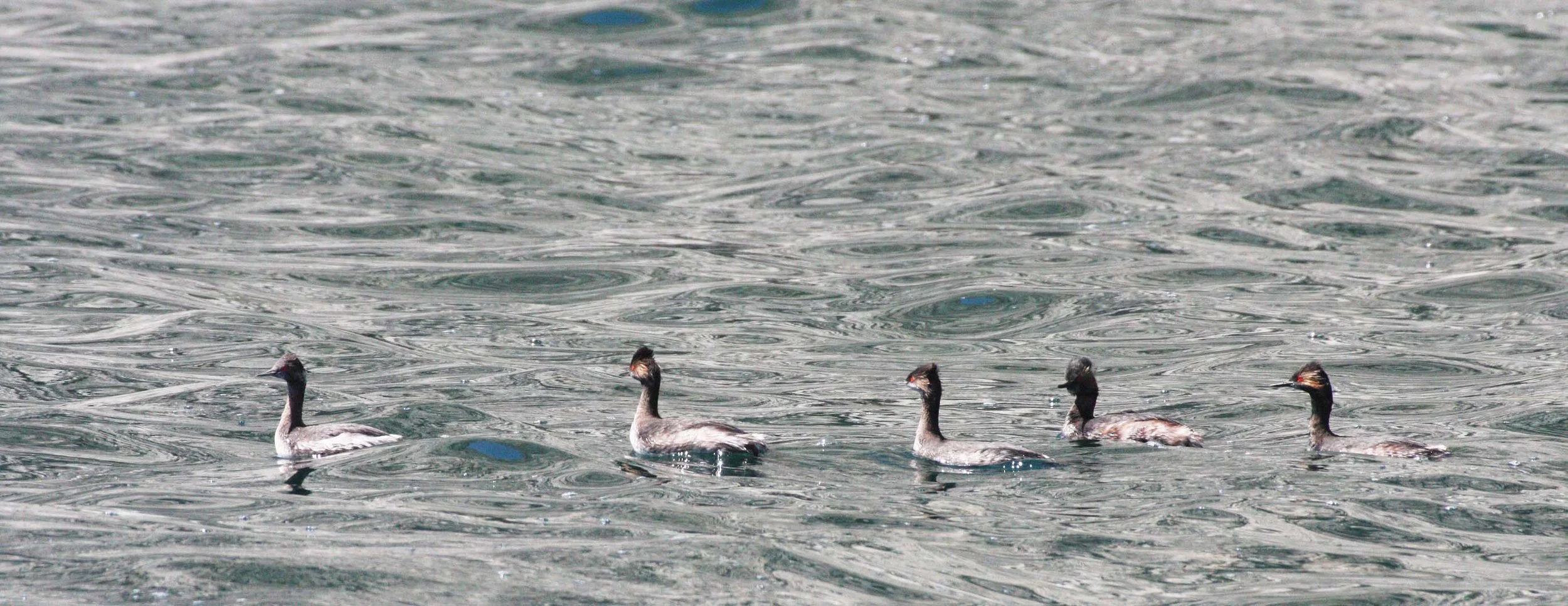 Eared Grebe (Podiceps nigricollis) Isla Santa Catalina Baja Mexico (5).JPG