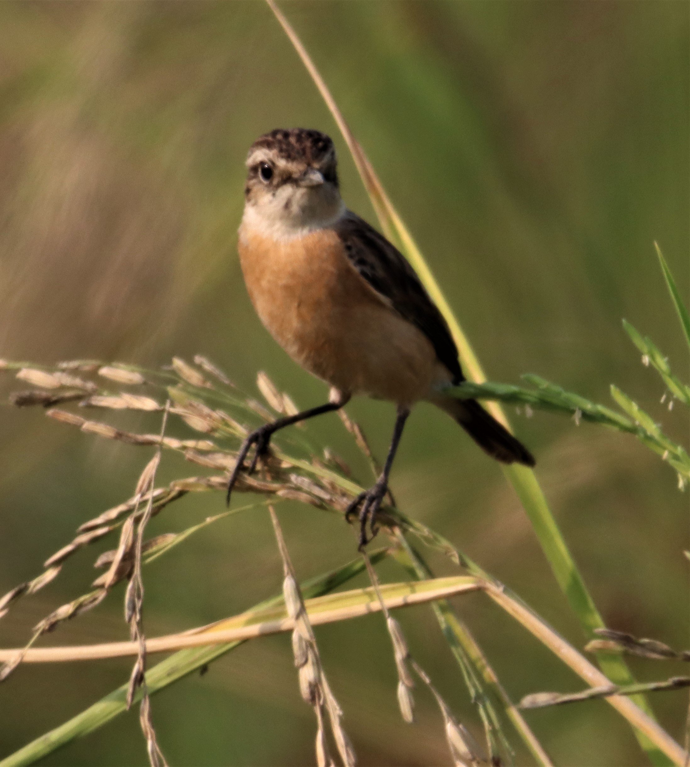 STONECHAT - SIBERIAN STONECHAT - Saxicola maurus - LAT KRABANG WETLANDS NEAR BKK (1).jpg