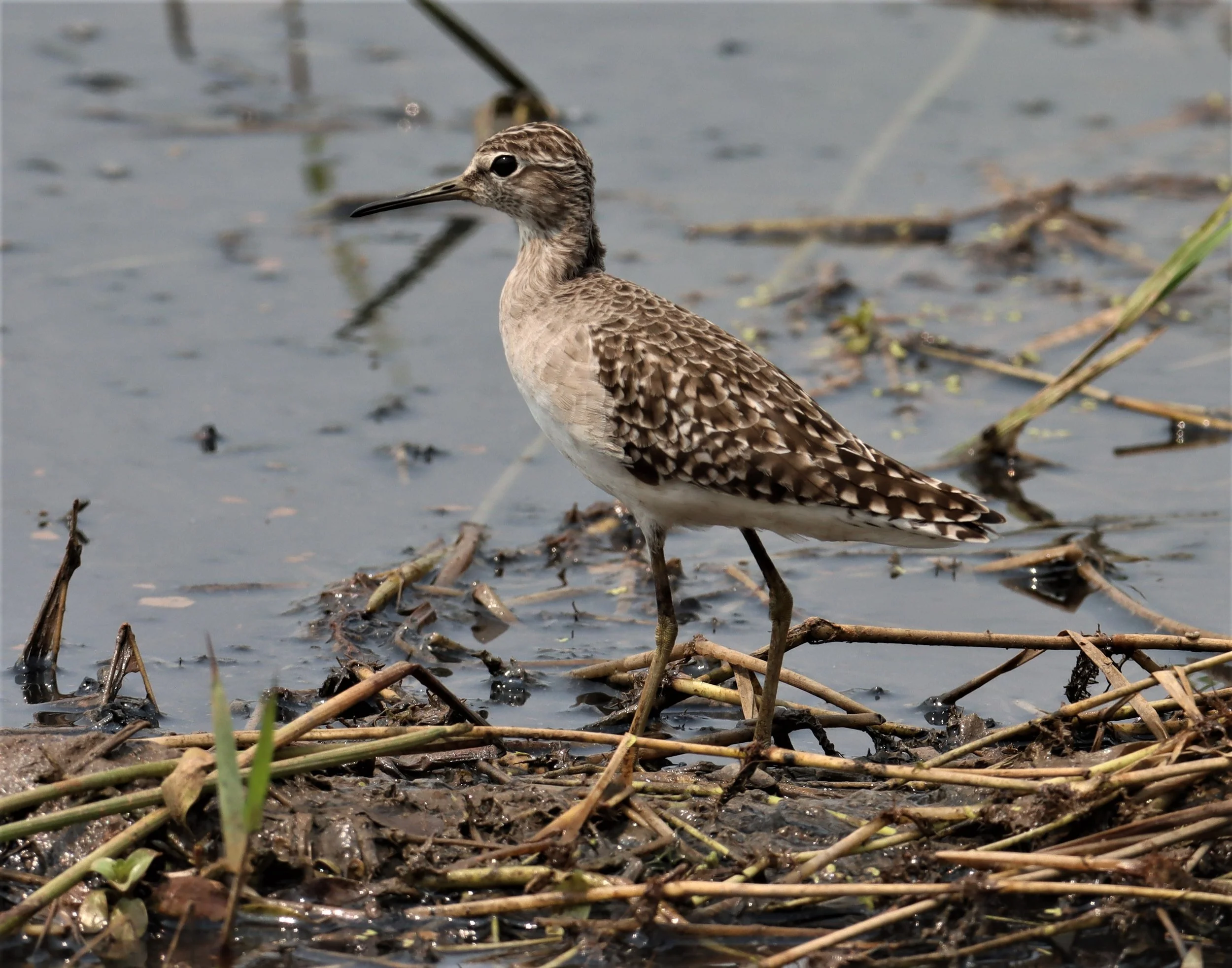 SANDPIPER - WOOD SANDPIPER - Tringa glareola - BANGK KHAEM WETLANDS NAKHON PATHOM MARCH 13 (2).jpg