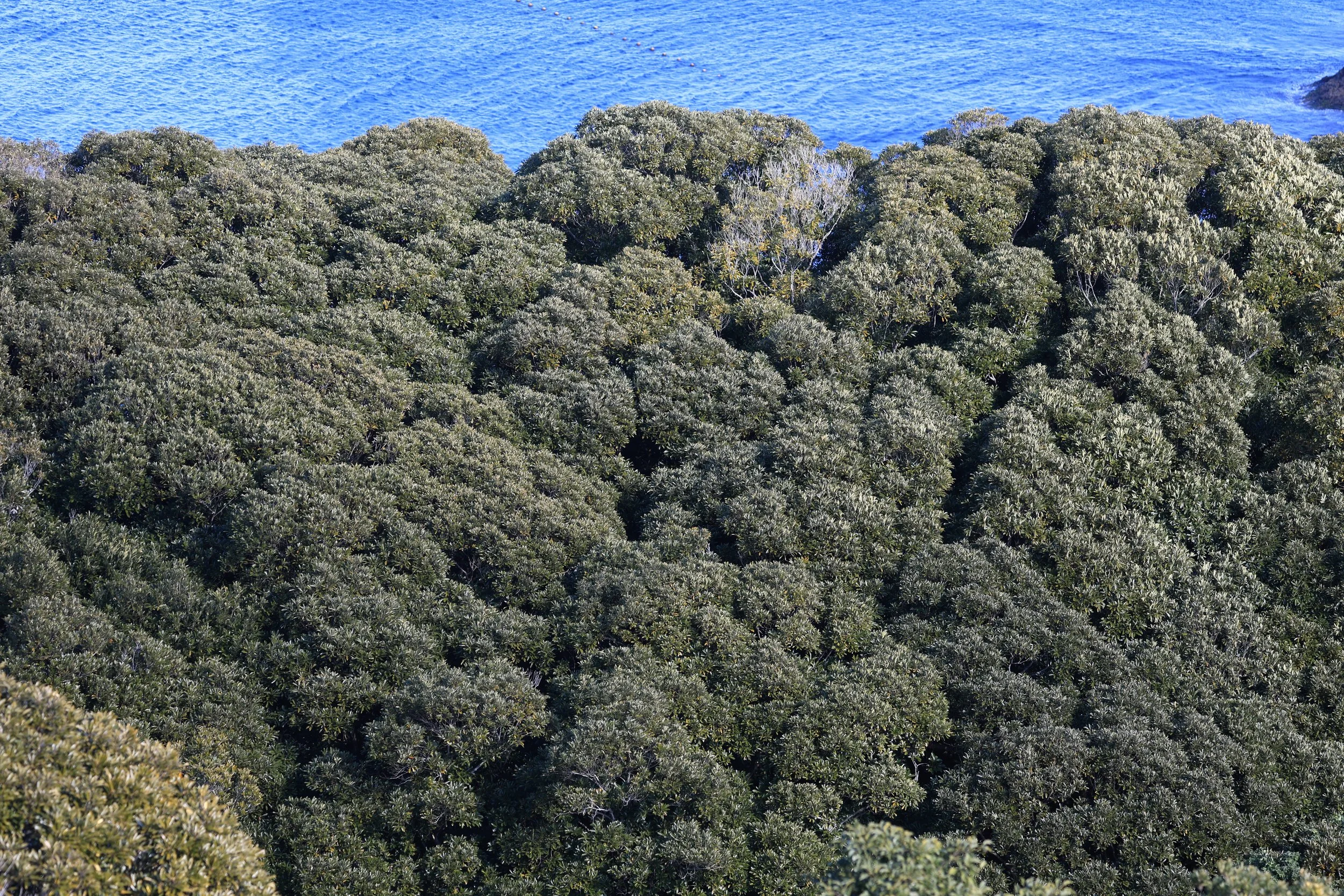 Cape Hyuga, Miyzazki, Umagase Kyushu (38).jpg