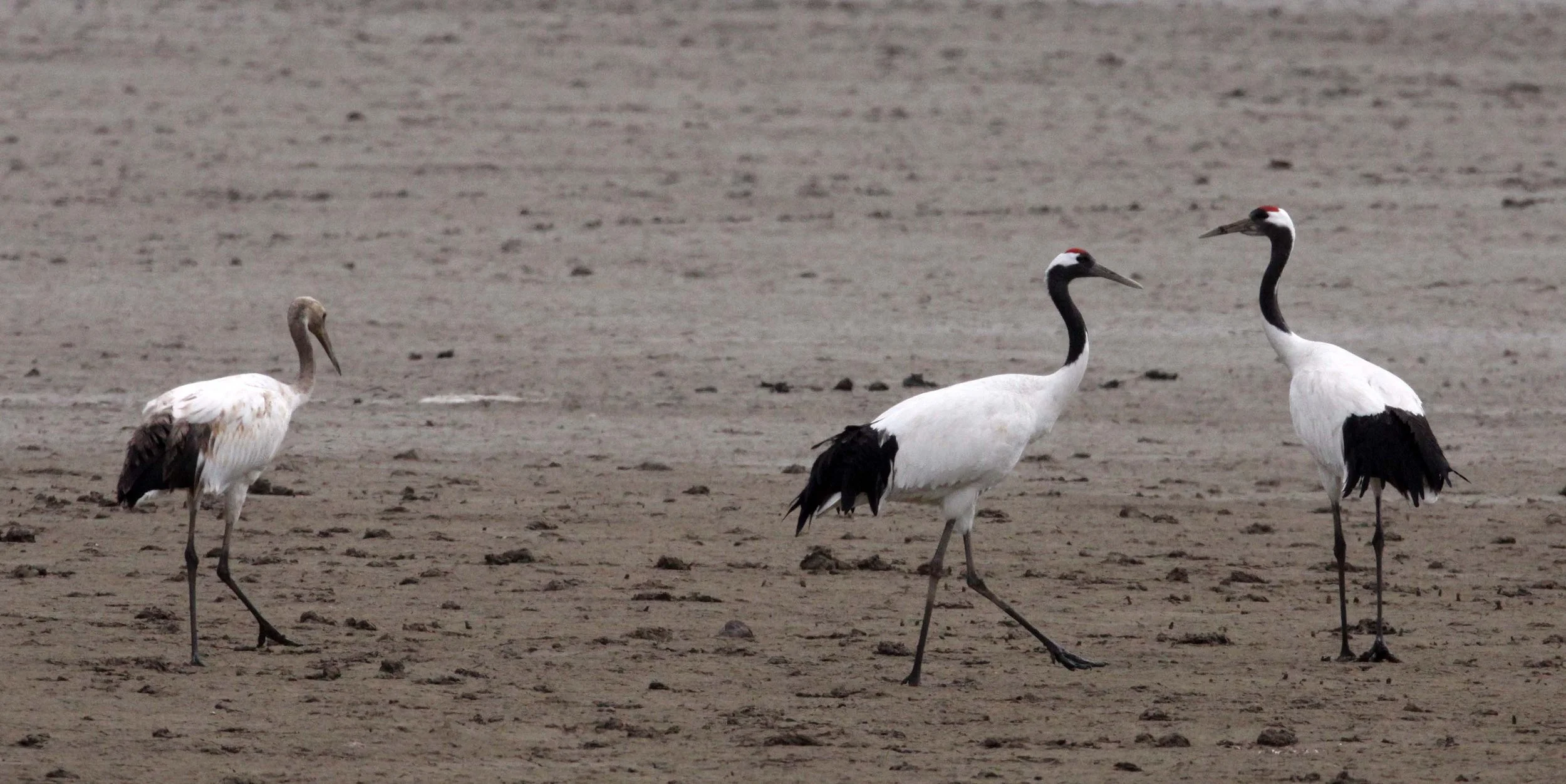 BIRD - CRANE - RED-CROWNED JAPANESE CRANE  - YANCHENG CHINA (104).JPG