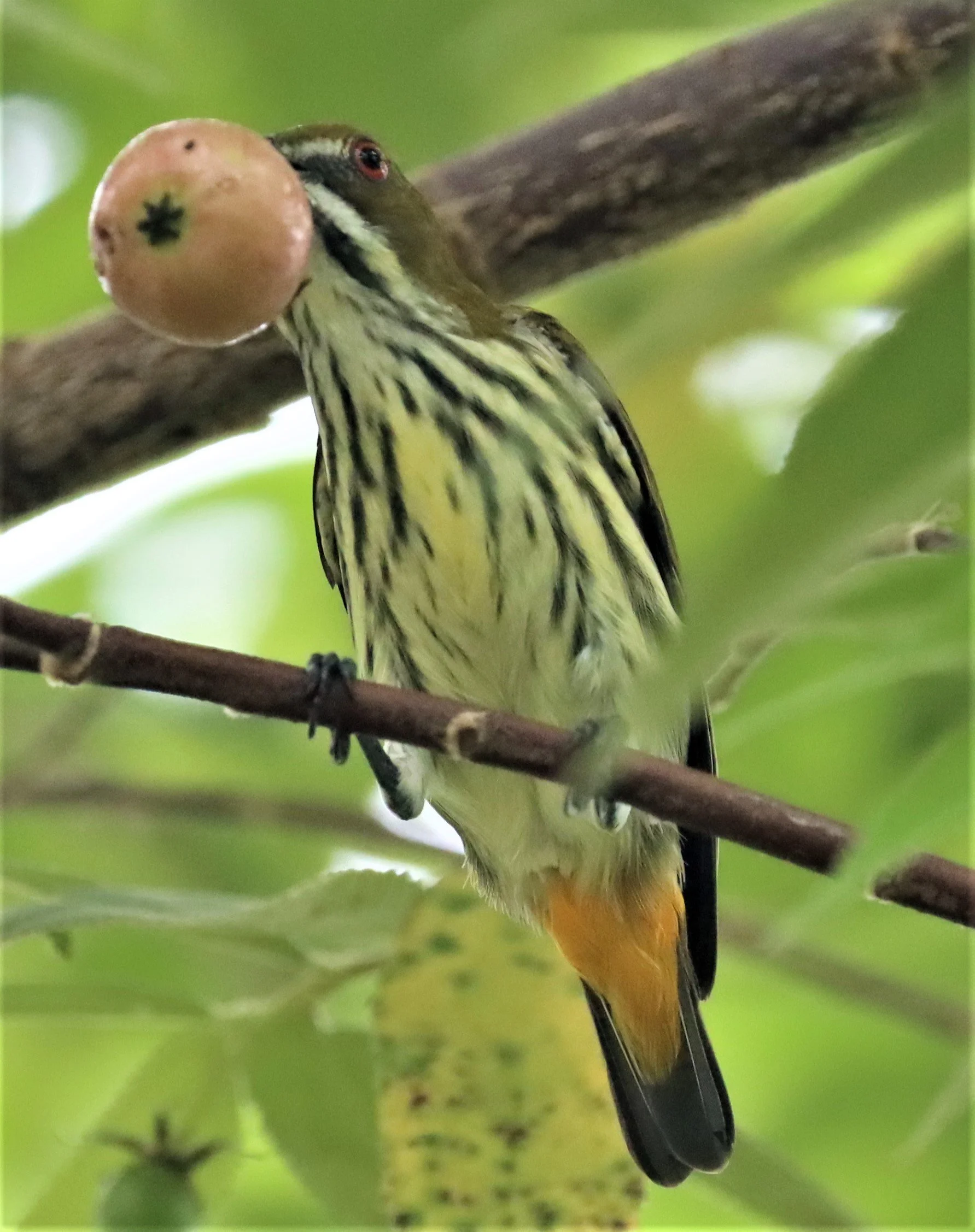 FLOWERPECKER - YELLOW-VENTED FLOWERPECKER - Dicaeum chrysorrheum - BAAN MAKA - IMAGE BY GIFT  (3).jpg