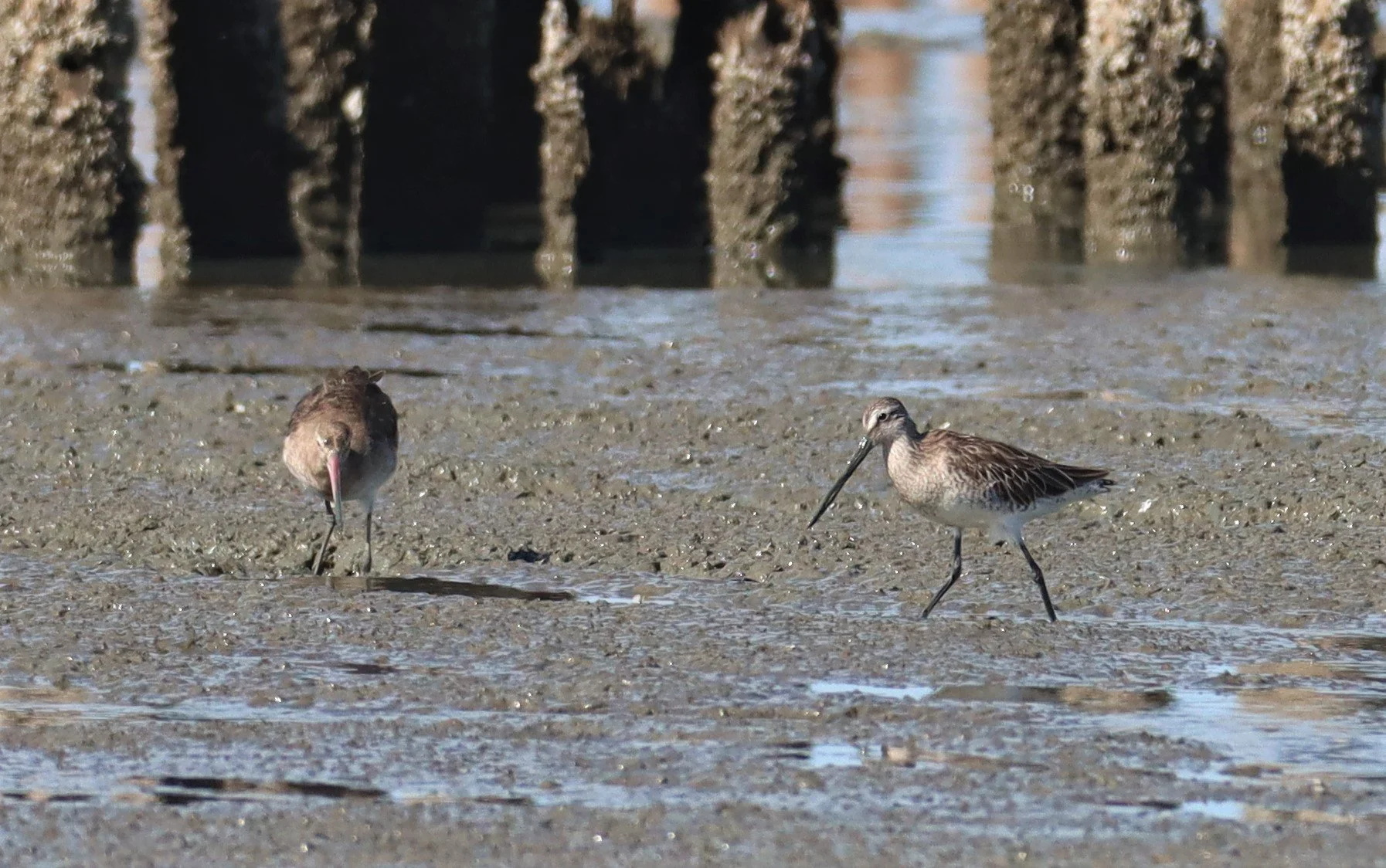 DOWITCHER - ASIAN DOWITCHER - Limnodromus semipalmatus - Mangrove Forest Research Center Samut Sakhon (62).jpg