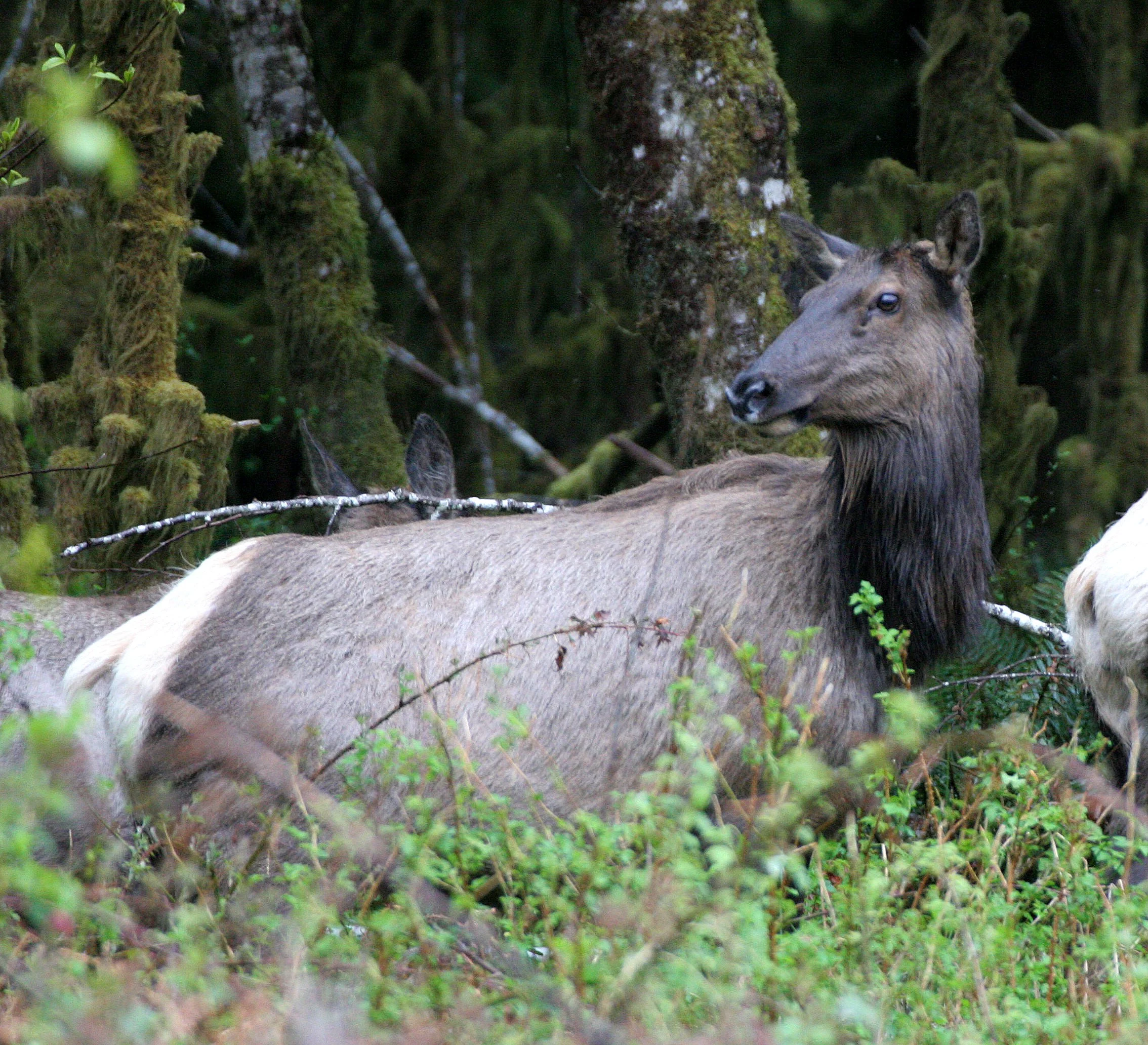 CERVID - ELK - ROOSEVELT ELK - CERVUS ELAPHUS ROOSEVELTI - HOH RIVER VALLEY - ONP WA (8).JPG