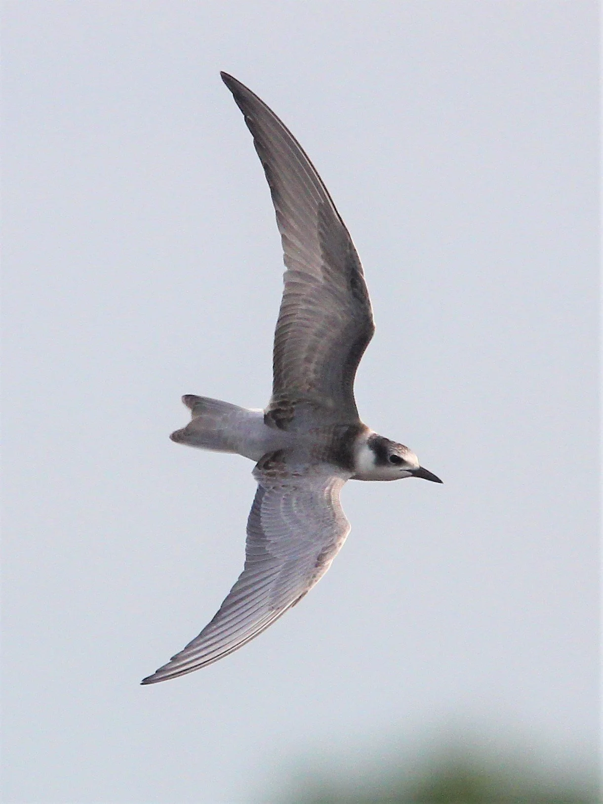 TERN - WHISKERED TERN - Chlidonias hybridus - LAT KRABANG THAP YAO RICEFIELDS SEPT 3 2021 (1).jpg