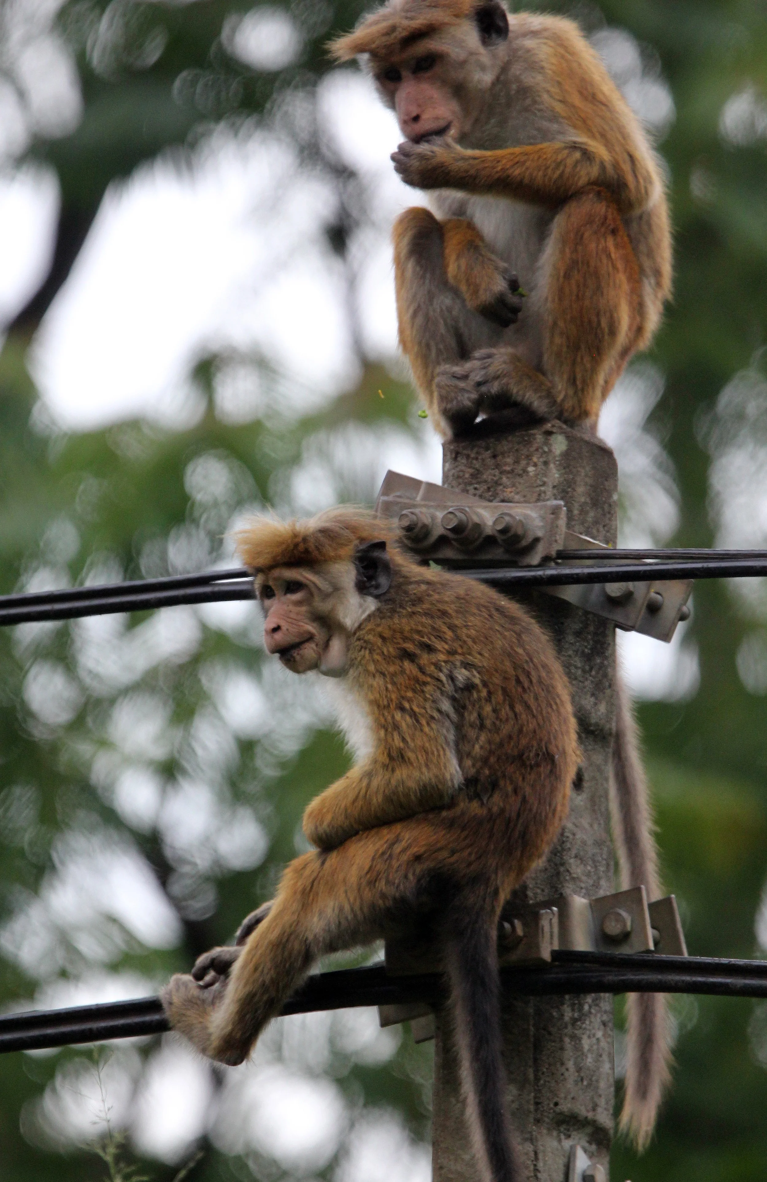 CERCOPITHECIDAE - Macaca sinica opisthomelas - HIGHLAND TOQUE MACAQUE - NUWARA ELIVA SRI LANKA (9).JPG