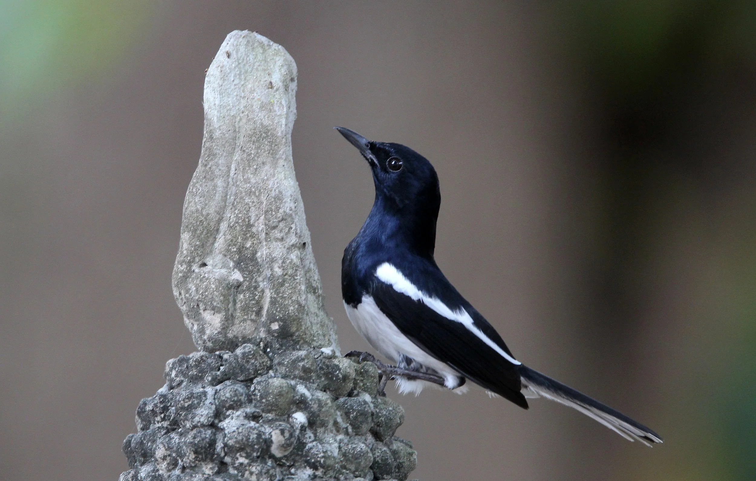 AYUTTHAYA PASSION DAY NOVEMBER 2013 (35).JPG