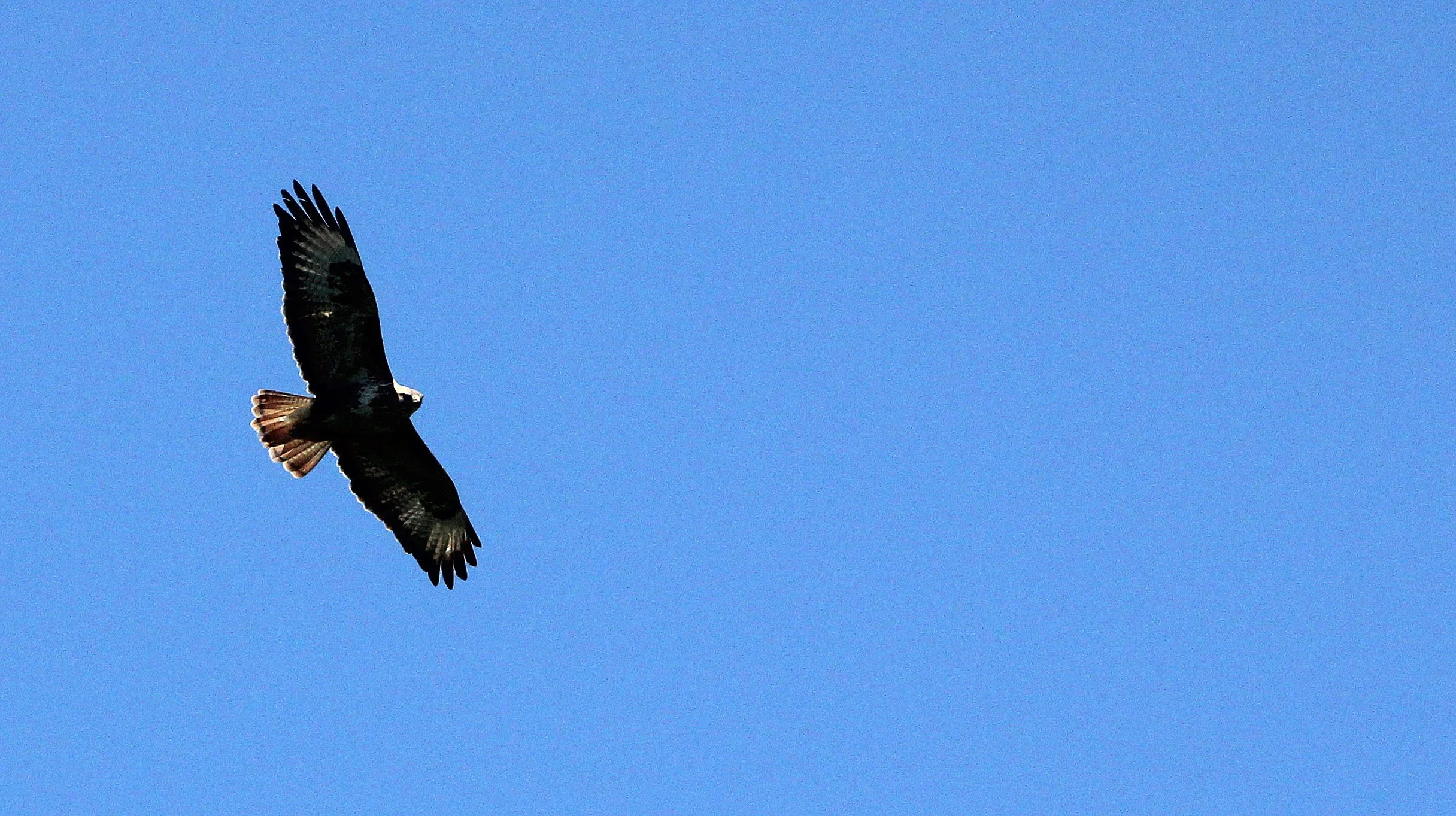 Hieraaetus pennatus - BOOTED EAGLE - DARK MORPH - FEIJIA NATIONAL PARK TUNISIA (4).JPG