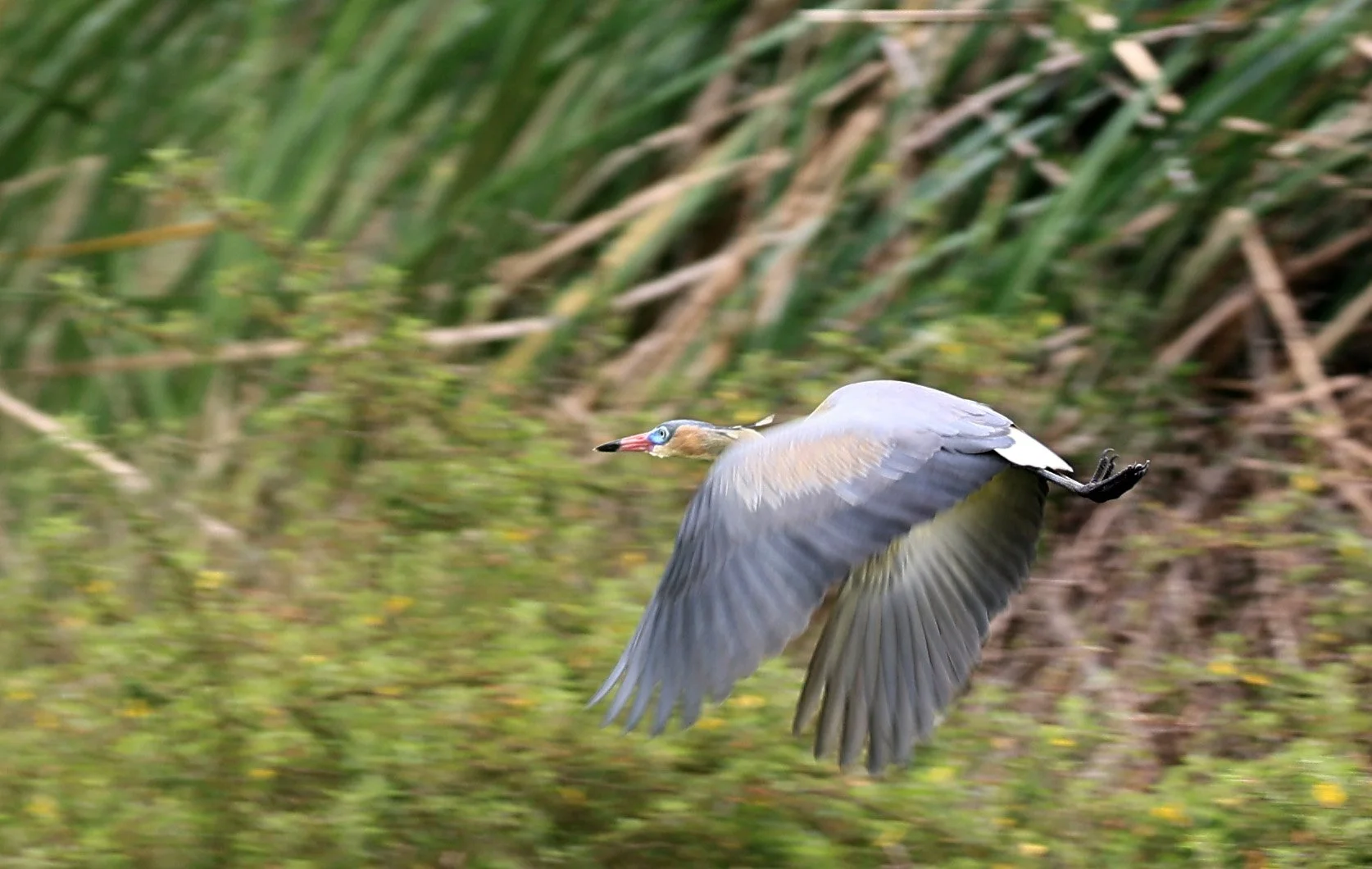 Whistling Heron (Syrigma sibilatrix) Agua Dulce Paraguay (13).jpg