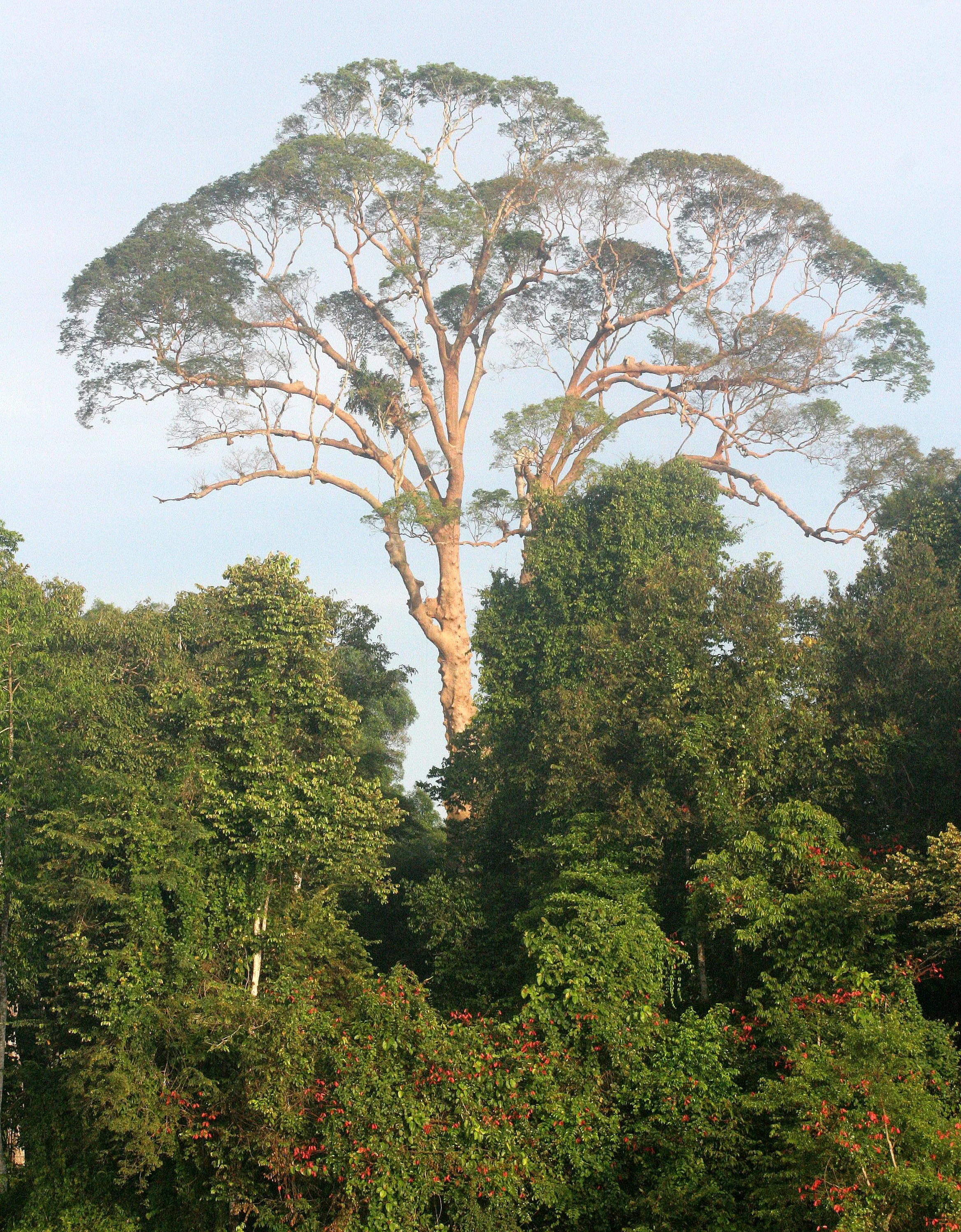 KINABATANGAN RIVER BORNEO - FOREST GIANT - KOMPASIA TREE.JPG
