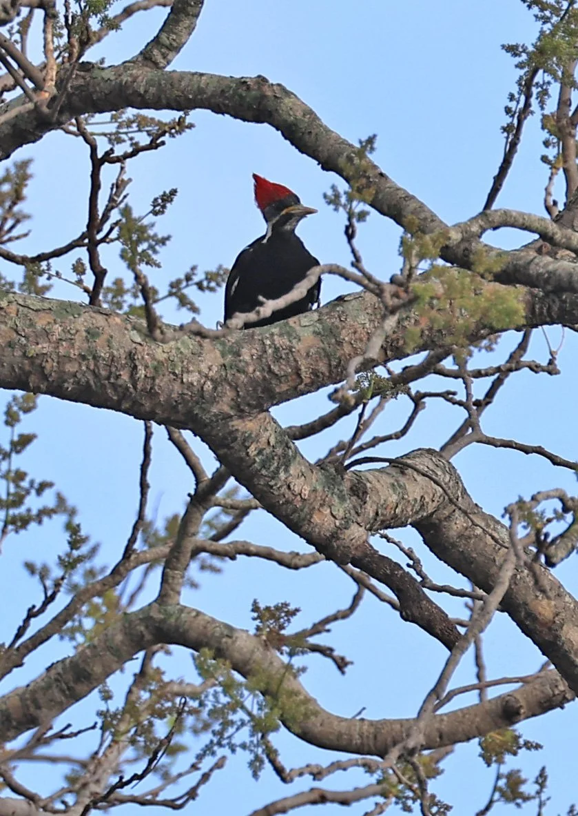 Black-bodied Woodpecker (Dryocopus schulzi) Selva Serena Natural Reserve (7).jpg