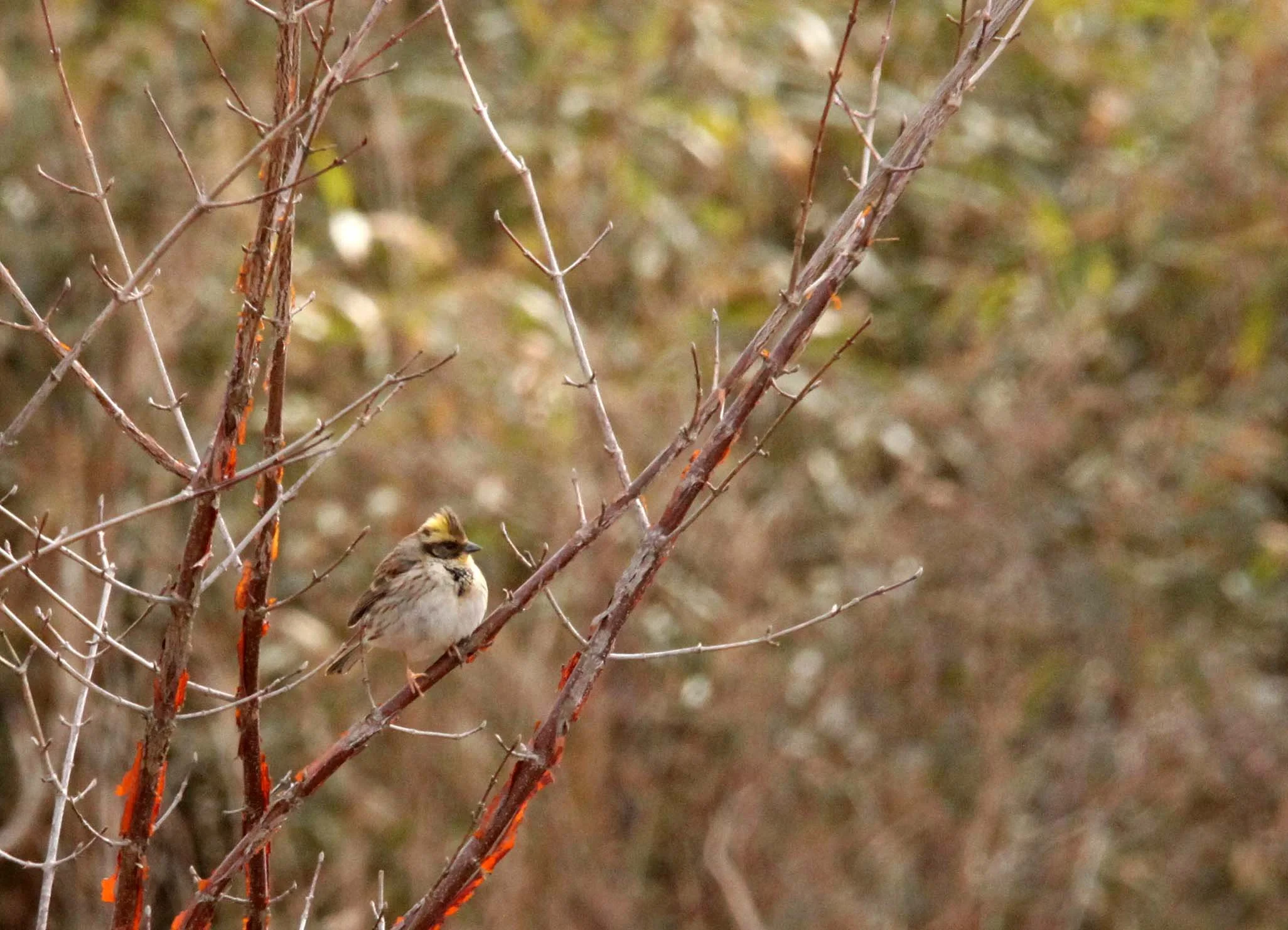 Yellow-throated Bunting (Emberiza elegans) Foping Nature Reserve Shanxi China (3).JPG