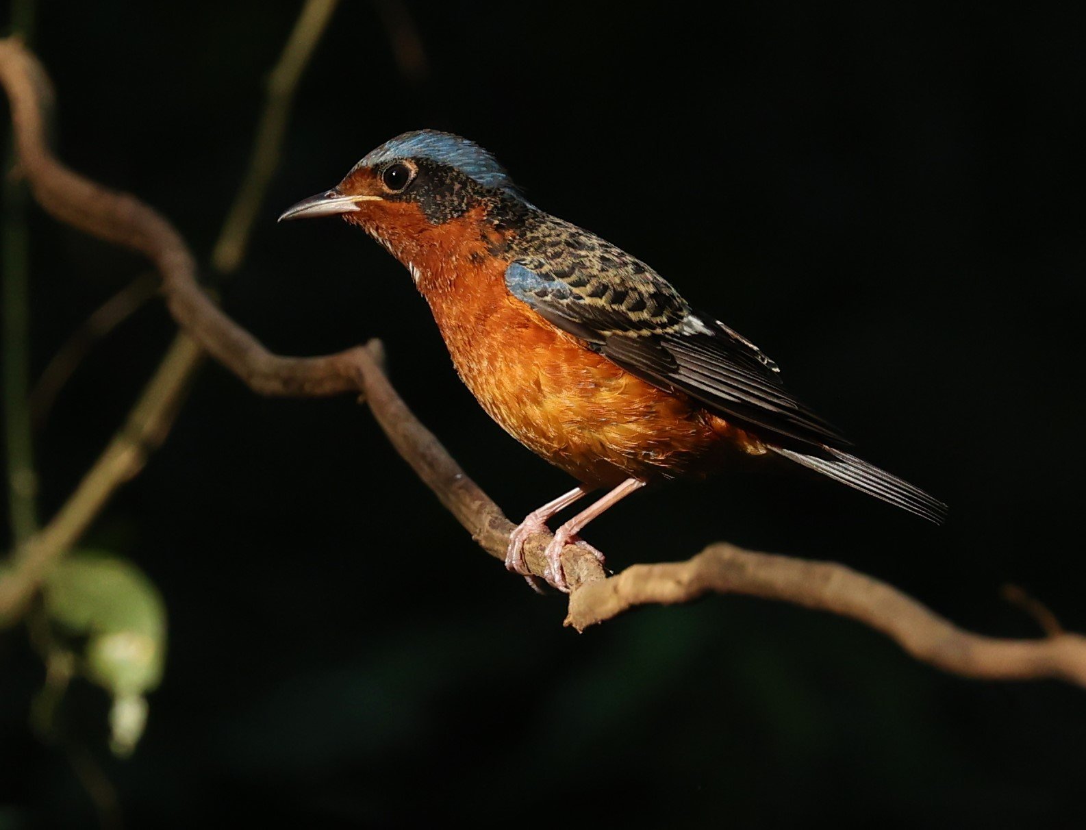 ROCK-THRUSH - WHITE-THROATED ROCK-THRUSH - Monticola gularis - WAT THAM PRATHUM CHONBURI JAN 30 2022 (74).jpg