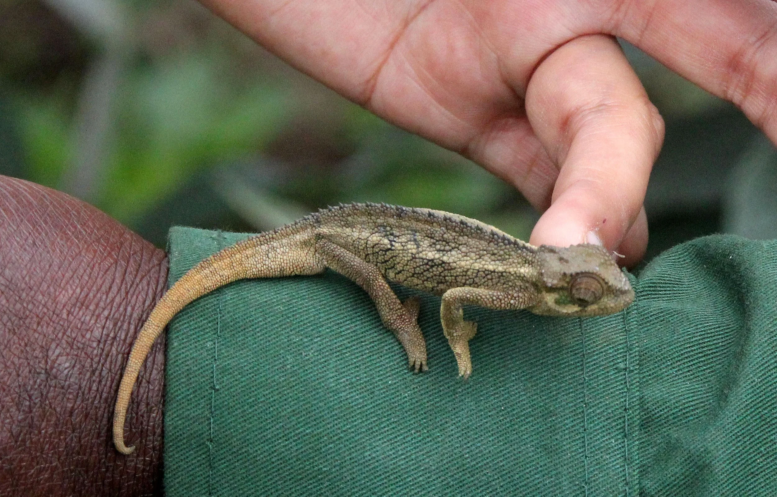Trioceros rudis - RUDIS CHAMELEON - PARC DU VULCANS RWANDA 2012 (2).JPG