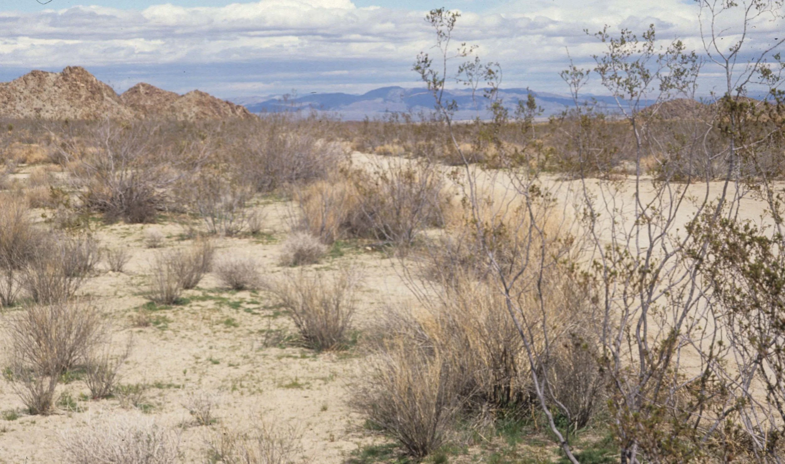 DEATH VALLEY - CREOSOTE WOODLAND.jpg