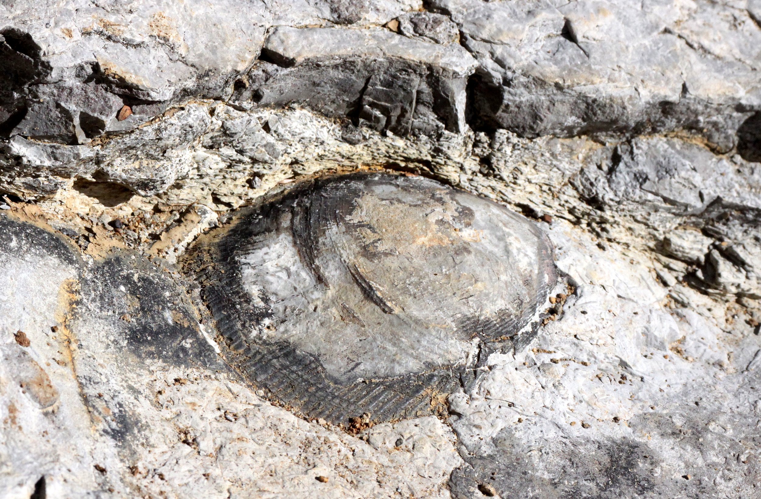 ANKARANA NATIONAL PARK MADAGASCAR - FOSSIL LAYERS (7).JPG