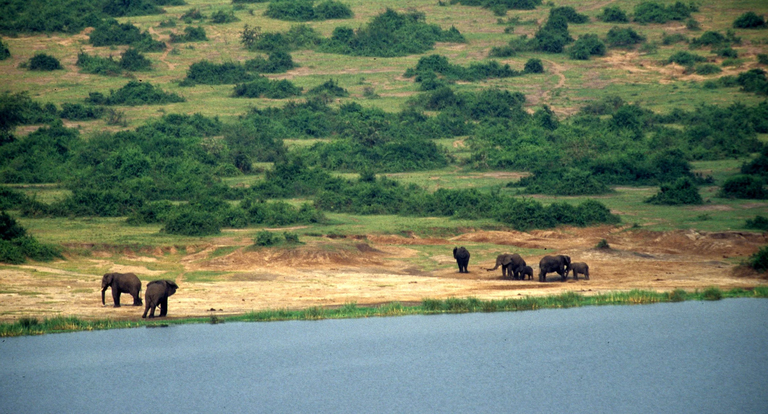 ELEPHANT - DRINKING AT LAKE EDWARD UGANDA.jpg