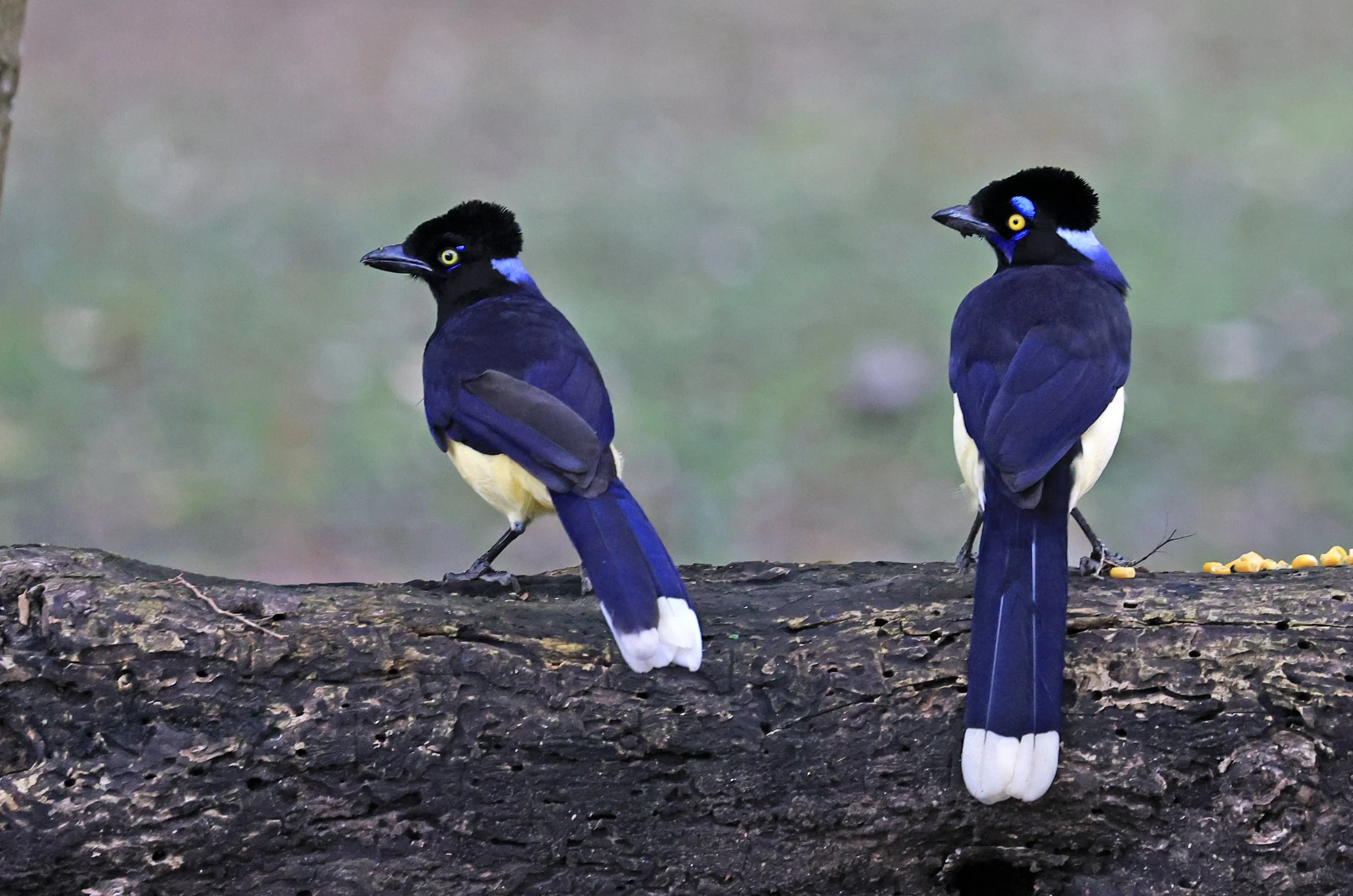 Plush-crested Jay (Cyanocorax chrysops) El Palmar National Park, Entre Rios, Argentina (14).jpg