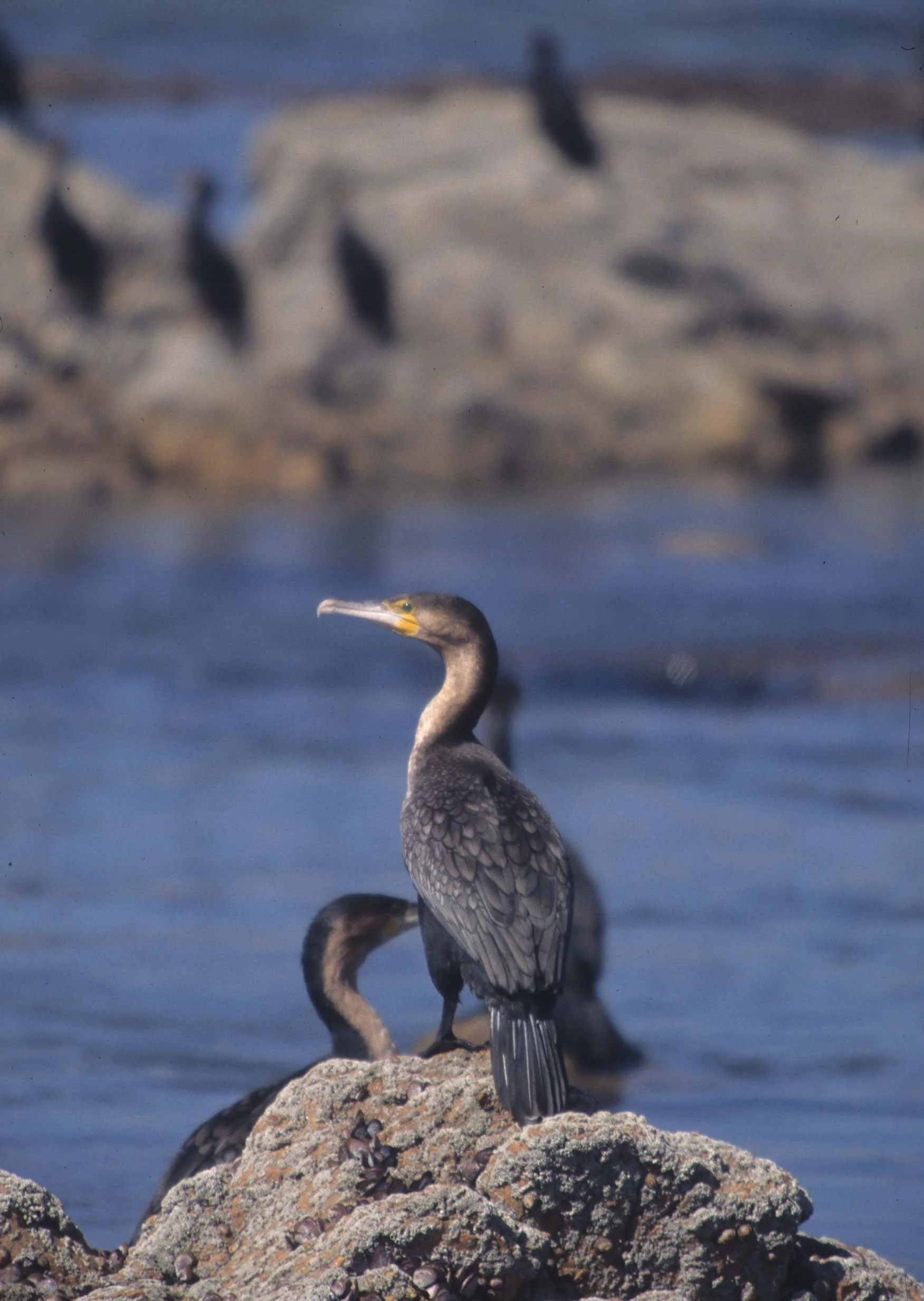 BIRDS - CORMORANT - REED - NAMIBIA COAST.jpg