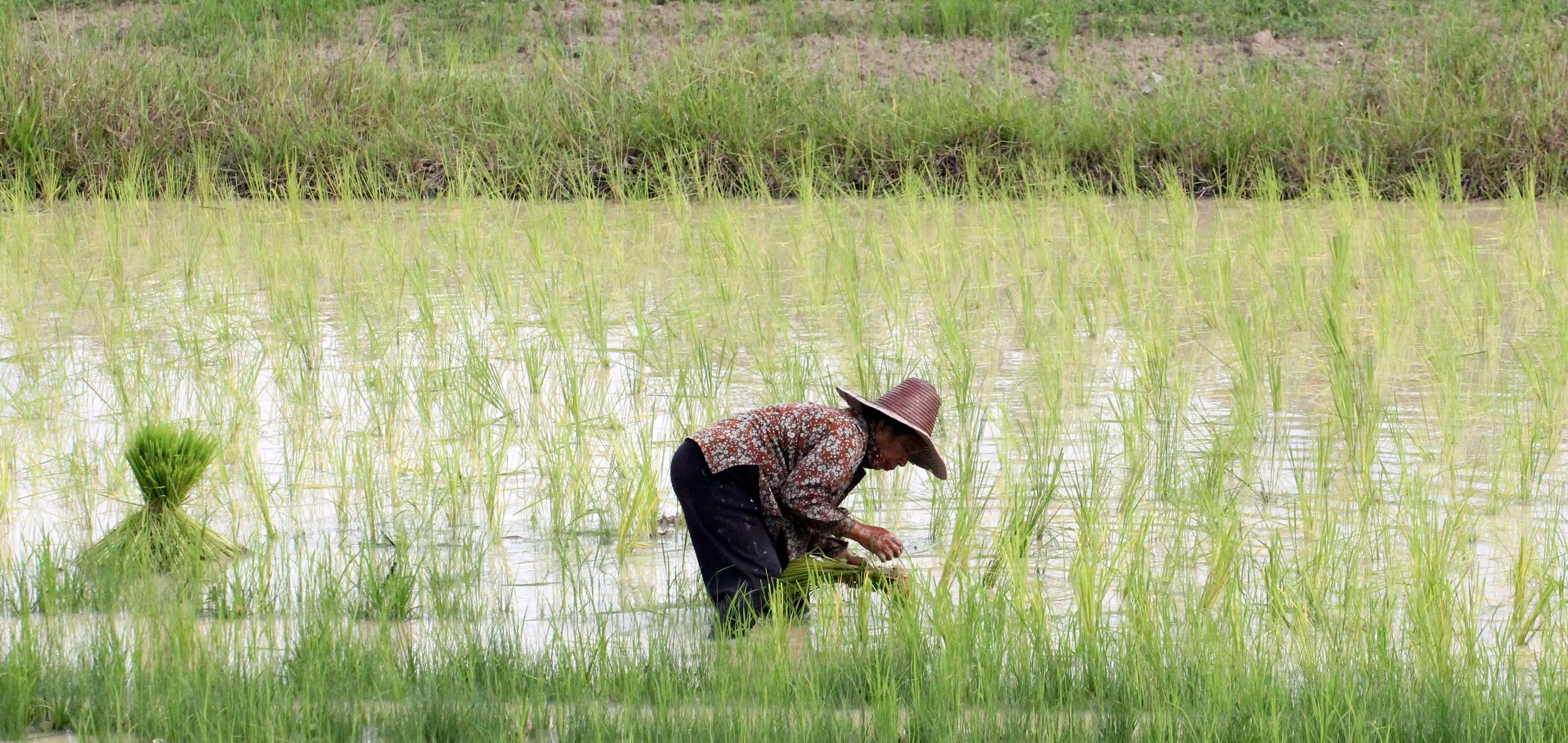 2013 in Nakhonsithammarat and some Krabi with Family (219).JPG