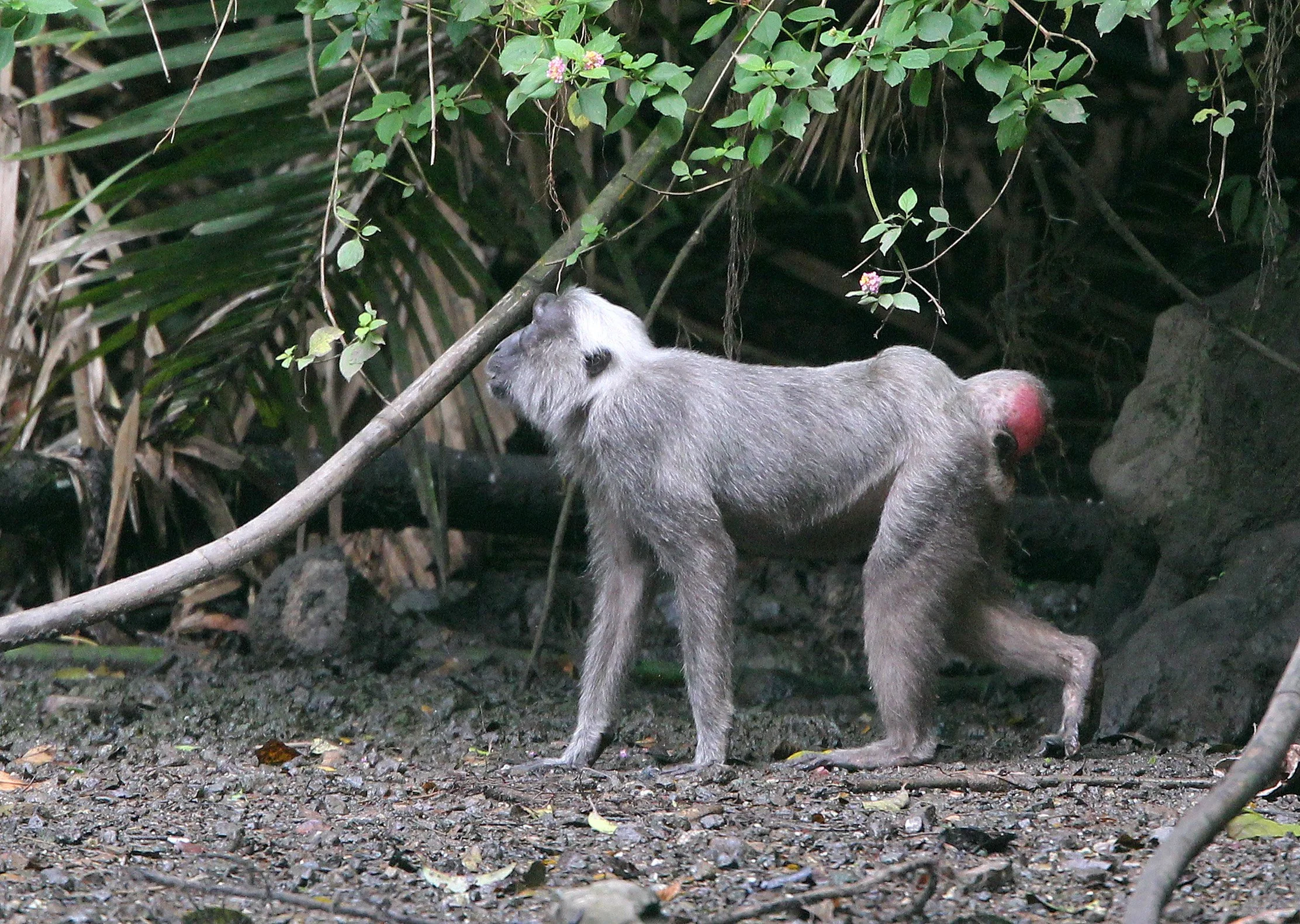 CERCOPITHECIDAE - Macaca hecki - HECK'S MACAQUE - NANTU NATIONAL NATURE RESERVE - SULAWESI INDONESIA (12).JPG